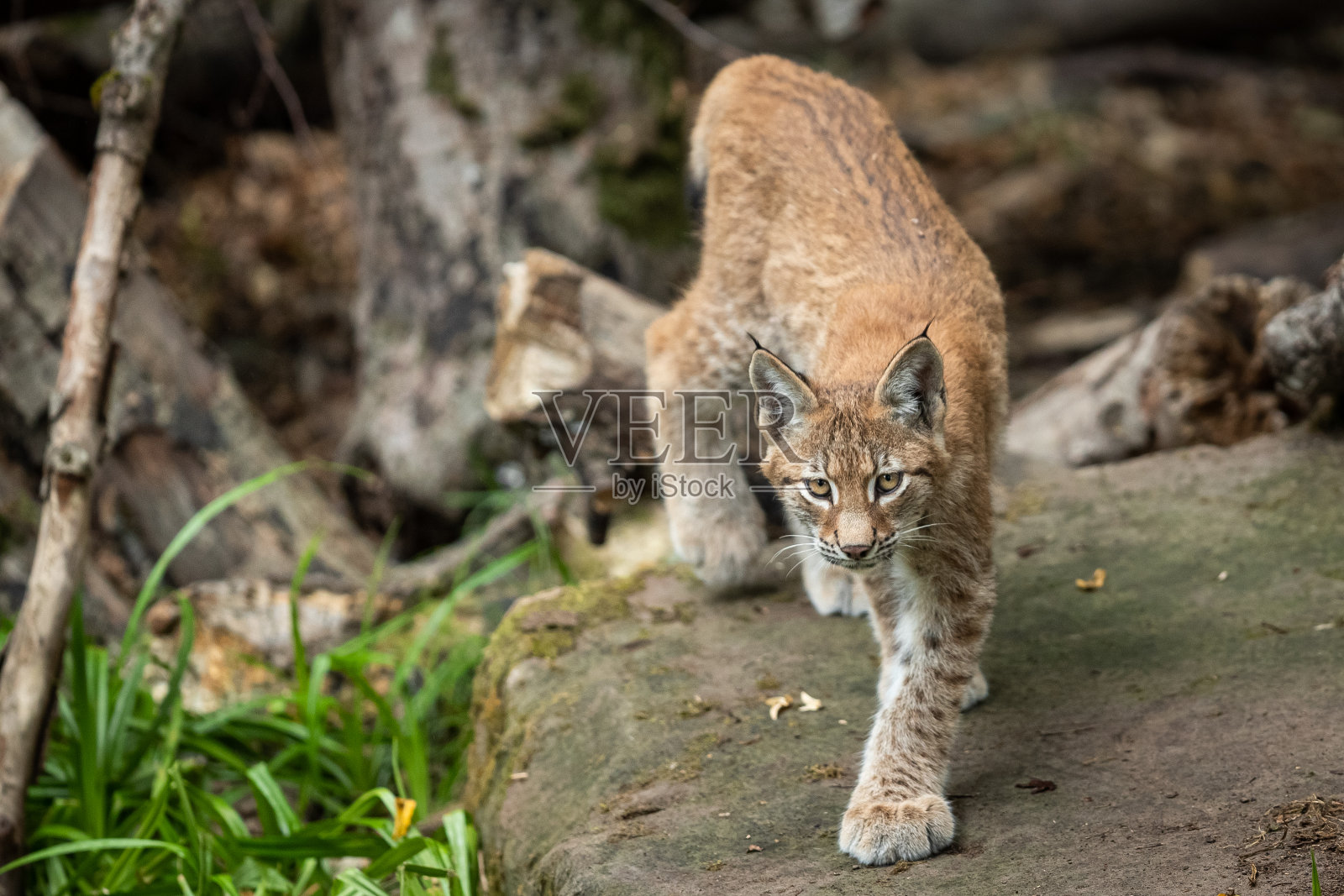 山猫在森林里散步照片摄影图片