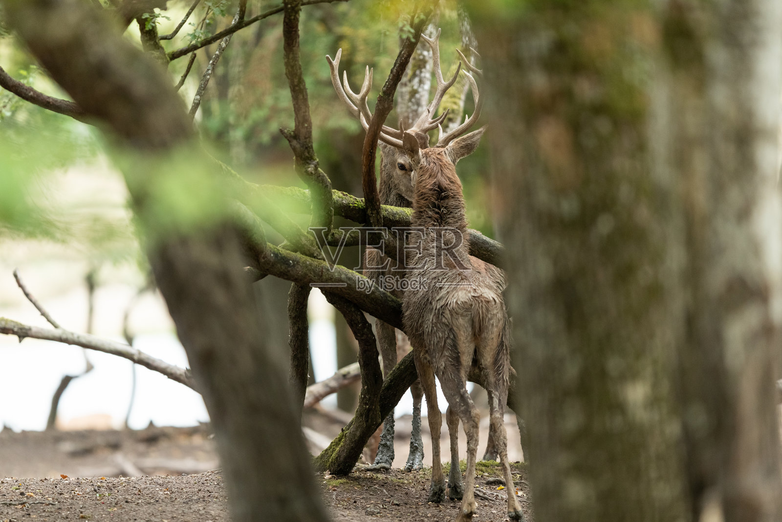 在发情期生活在森林中的马鹿照片摄影图片