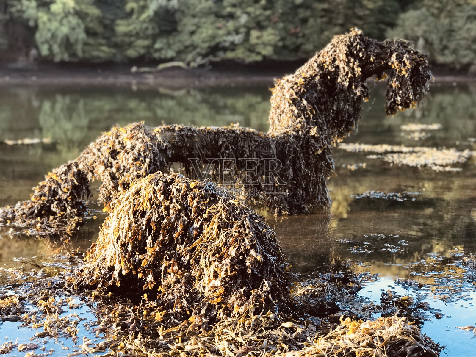 梁龙在齐膝深的小溪里照片摄影图片