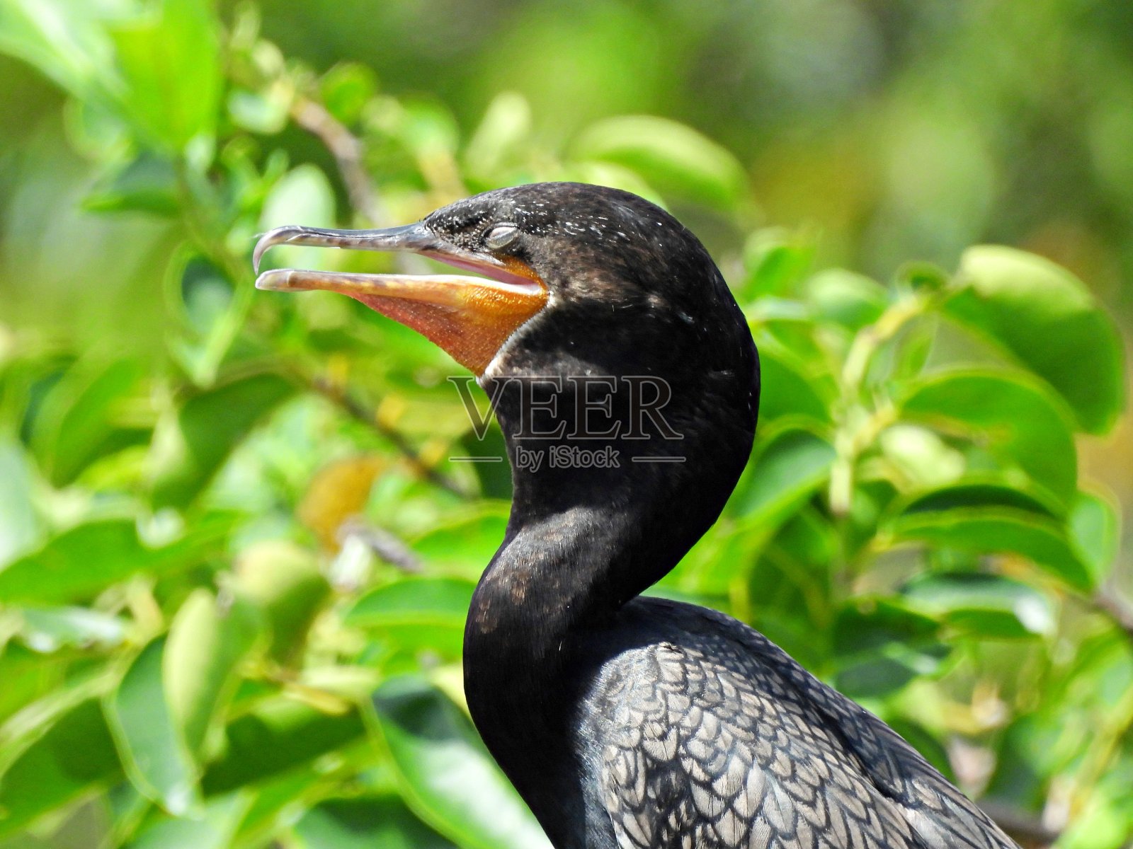 新热带鸬鹚(Phalacrocorax brasilianus)睡觉，嘴张开照片摄影图片