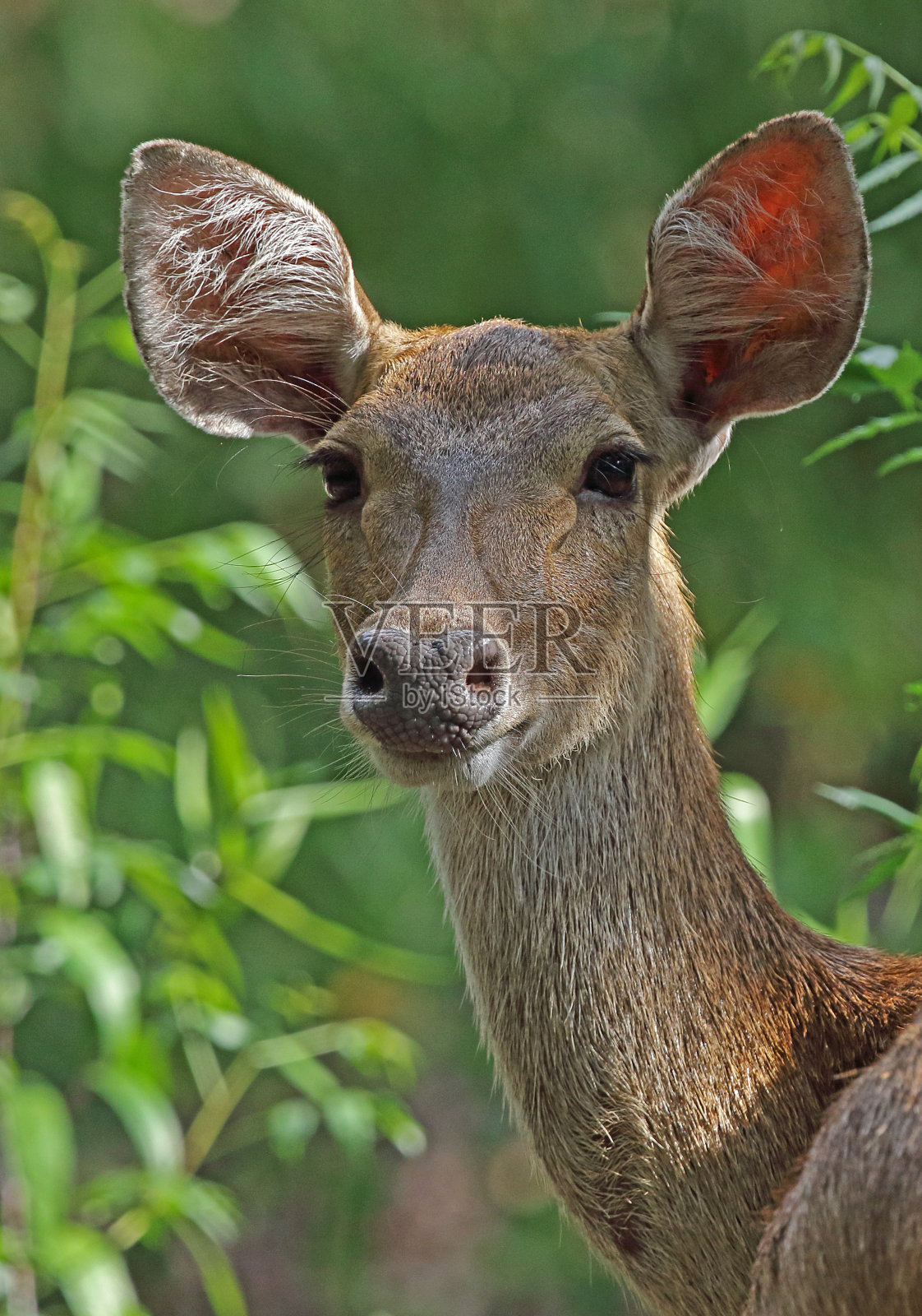 爪哇鹿照片摄影图片