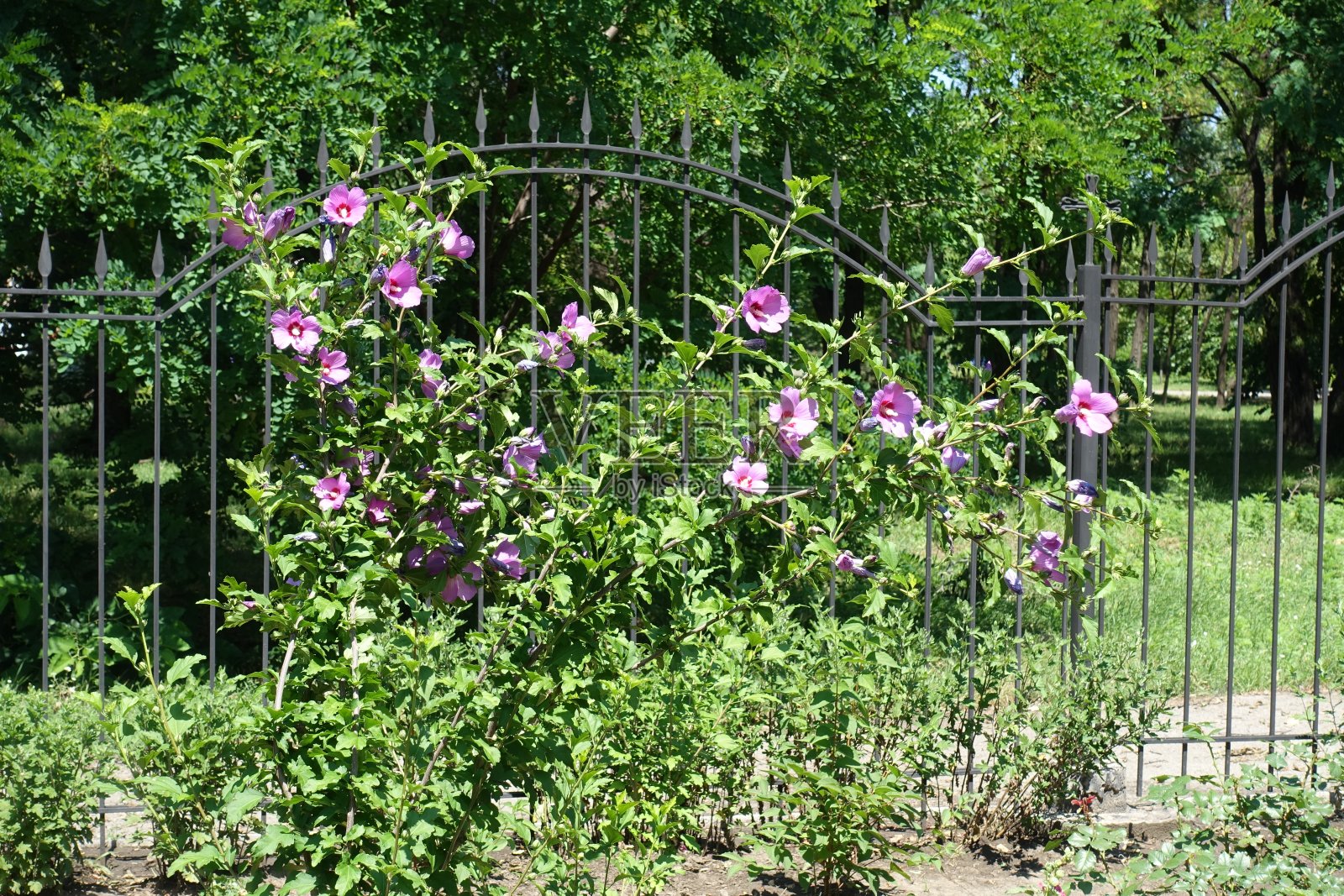 7月盛开的一丛粉红色的木槿照片摄影图片
