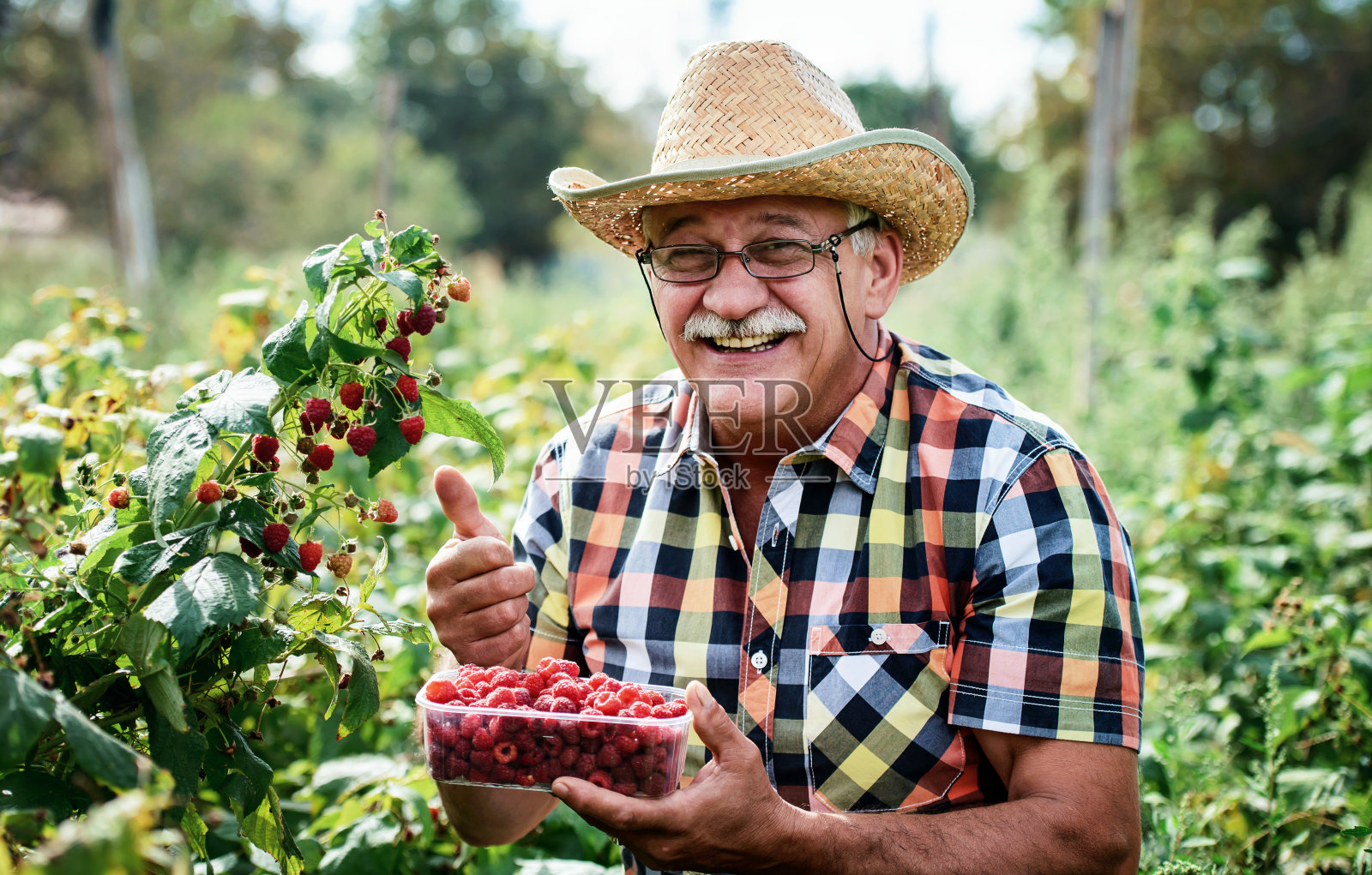 园艺：老年男人在花园里采摘覆盆子照片摄影图片