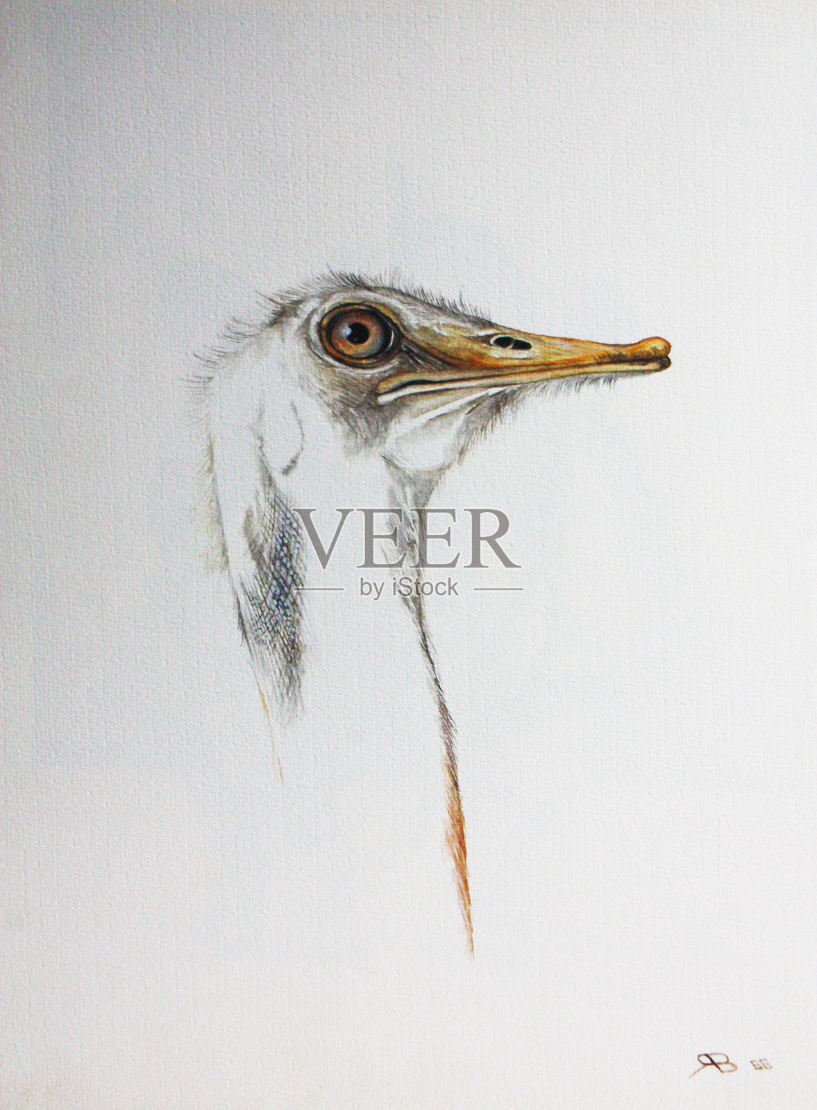 拉帕拉驼鸟插画图片素材