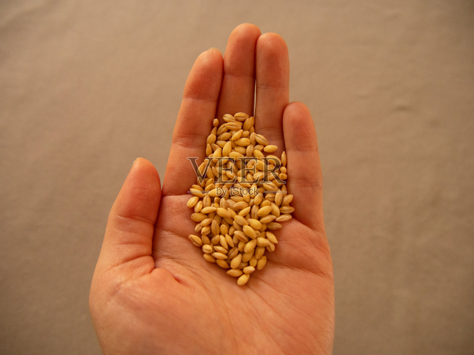 手里拿着的是珍珠大麦照片摄影图片