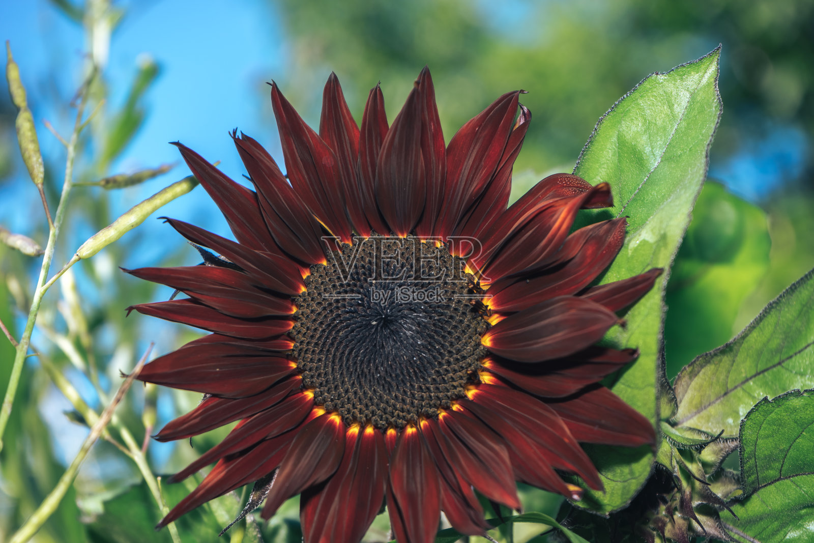 美丽的向日葵红太阳上的自然背景。向日葵田在夏天盛开。照片摄影图片