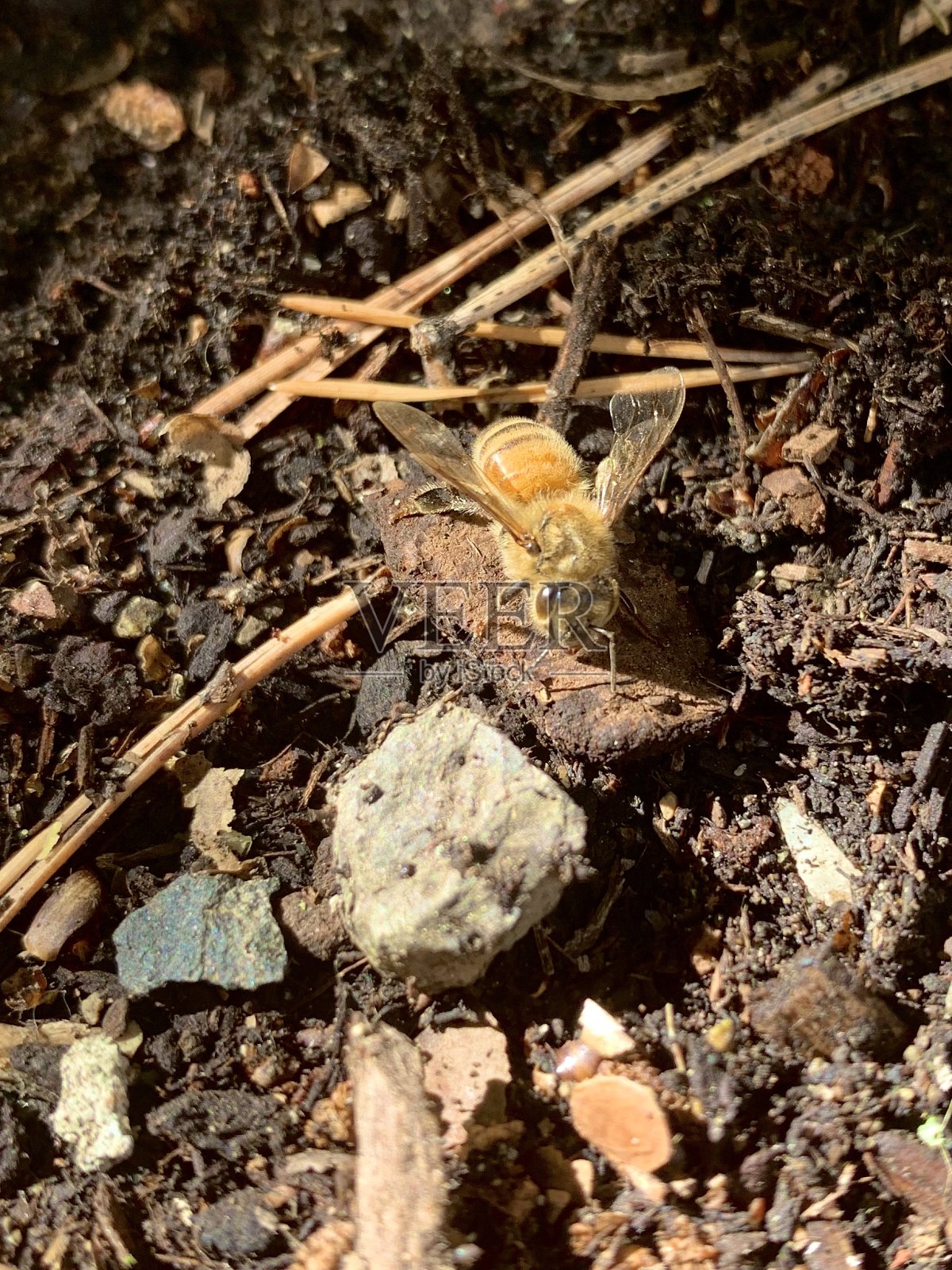 接地照片摄影图片