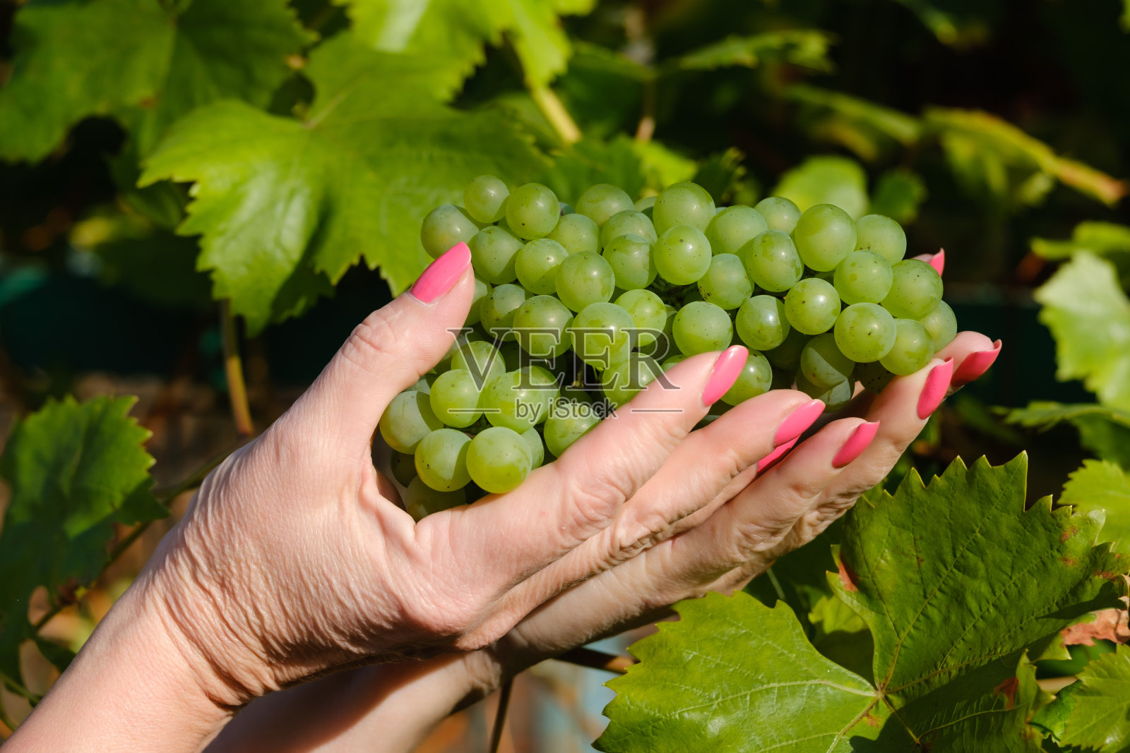 女人手里拿着一串绿葡萄照片摄影图片