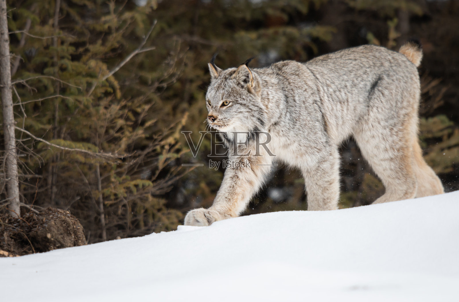 加拿大山猫照片摄影图片