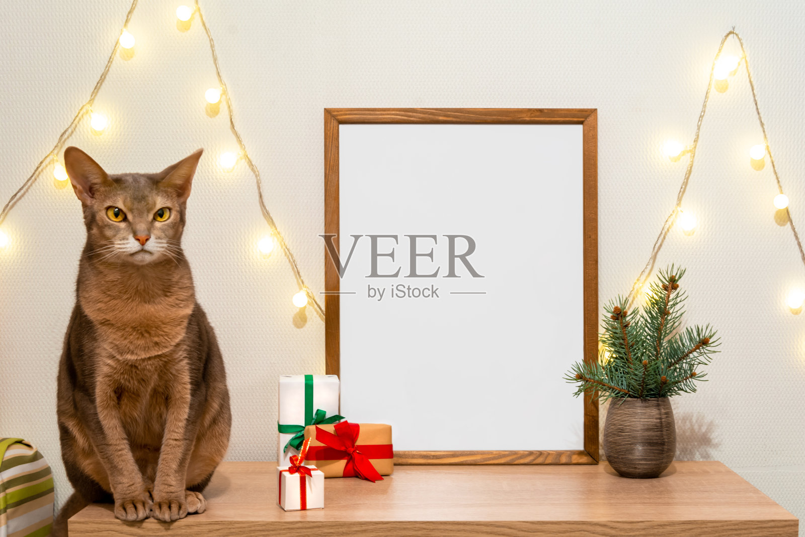 圣诞海报框架模拟。阿比西尼亚猫坐在绿杉木树枝上，礼盒灯花环。木空框架照片摄影图片