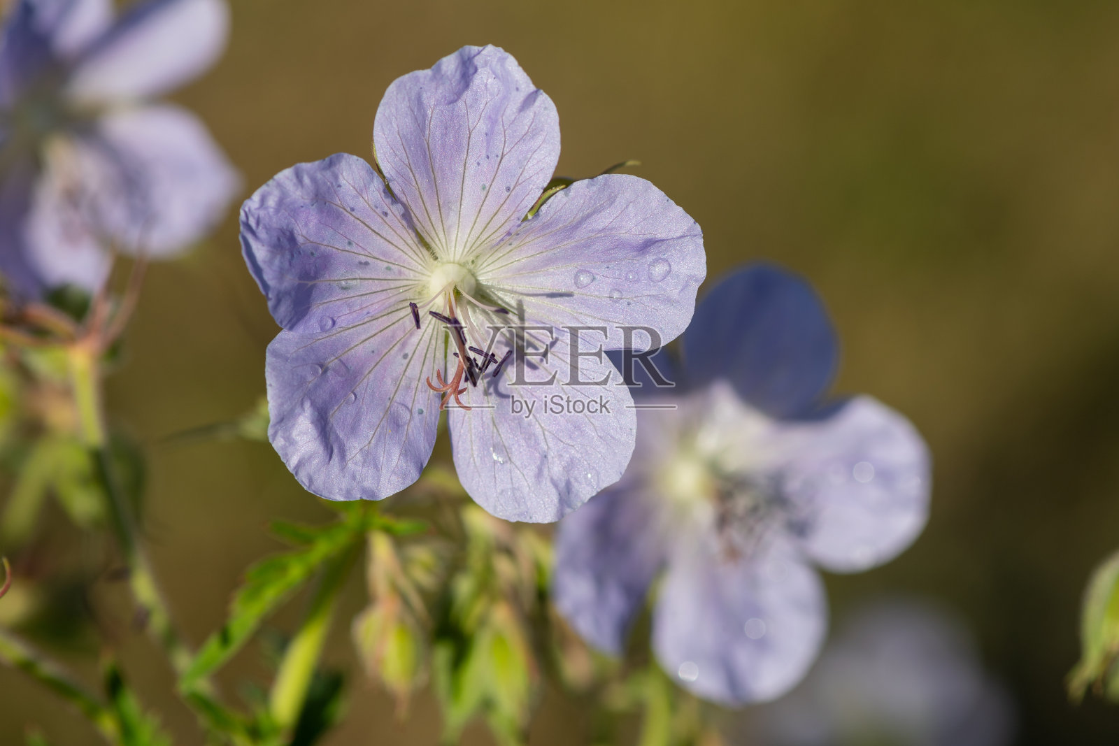 天竺葵照片摄影图片