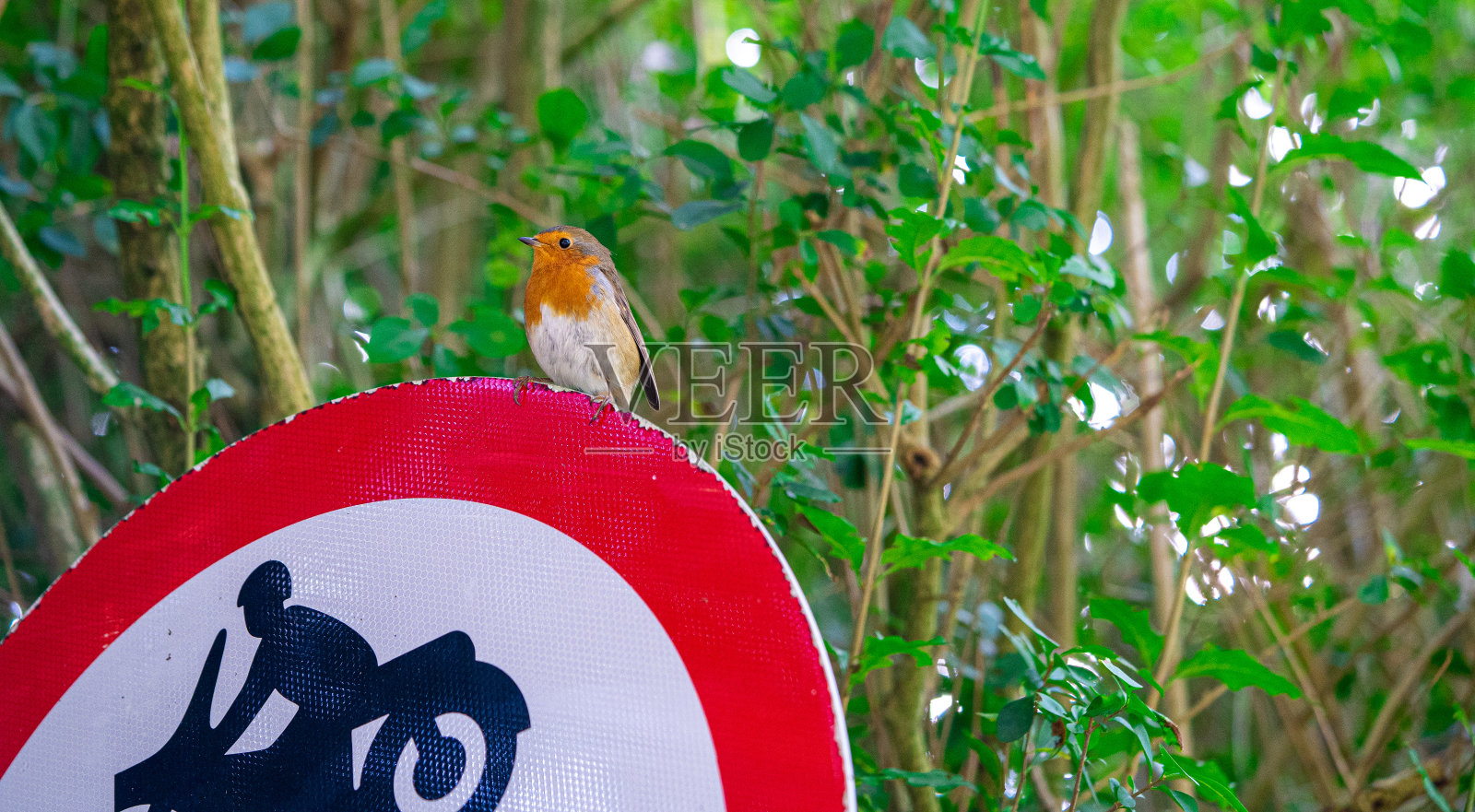 路标上的知更鸟照片摄影图片
