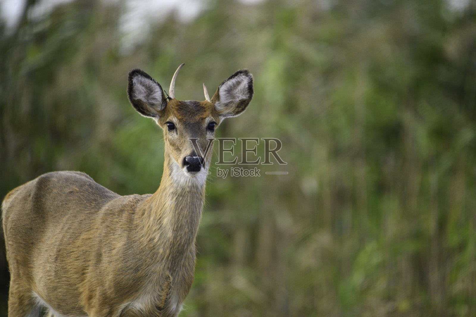 小巴克1号在纽约长岛史密斯角县公园露营地照片摄影图片