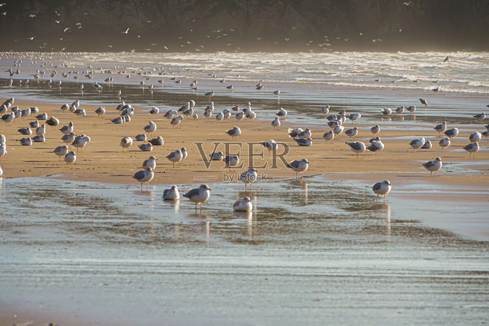 威尔士罗西里海滩上的海鸥，形成自然的纹理背景海滨形象照片摄影图片