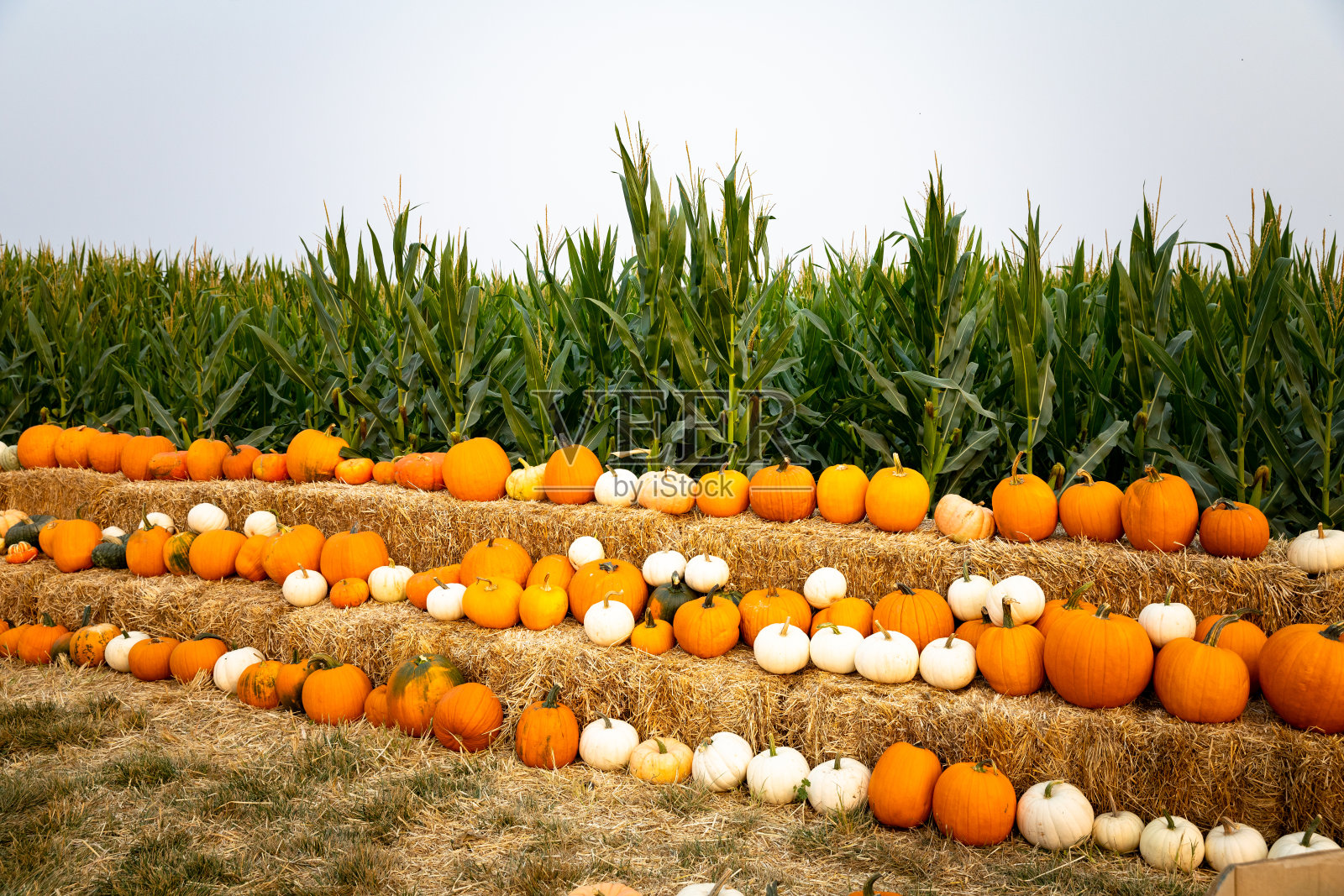 橙色和白色南瓜在干草上排成一行照片摄影图片