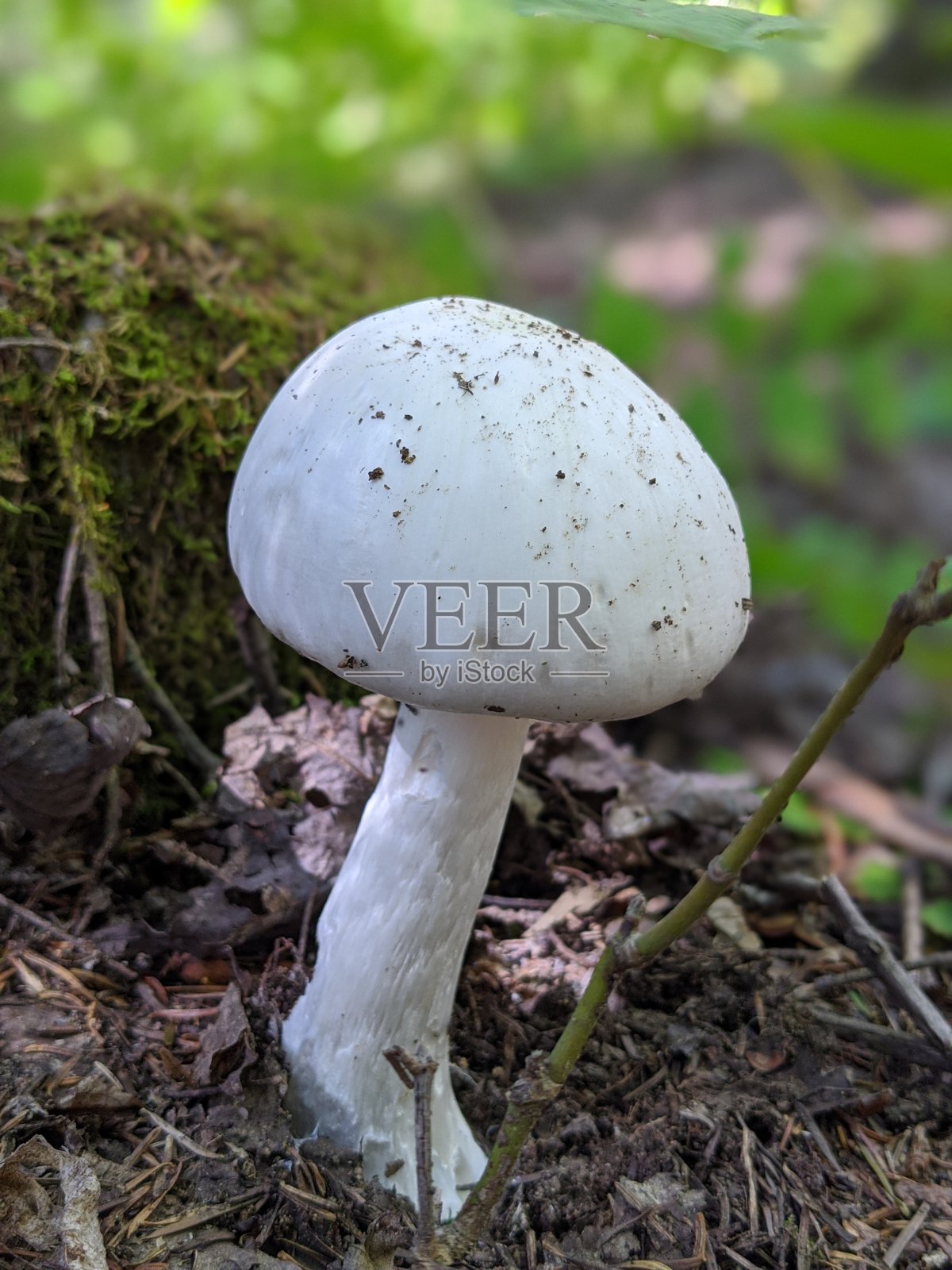 走进树林照片摄影图片