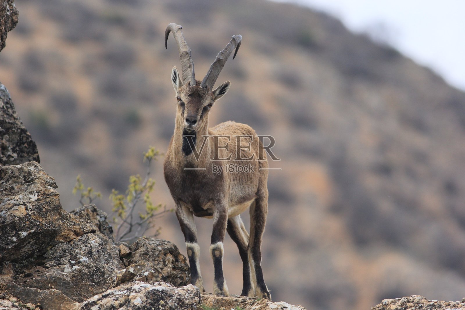 野生山羊卡普拉阿加格鲁斯照片摄影图片
