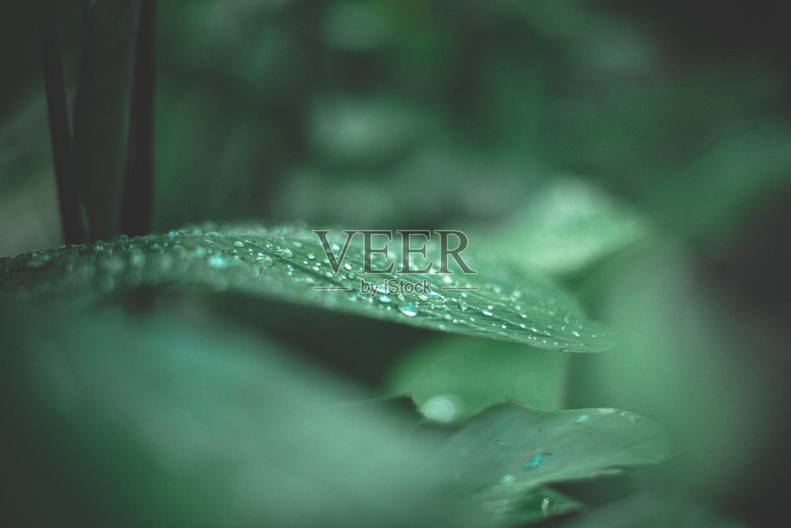 到期照片摄影图片