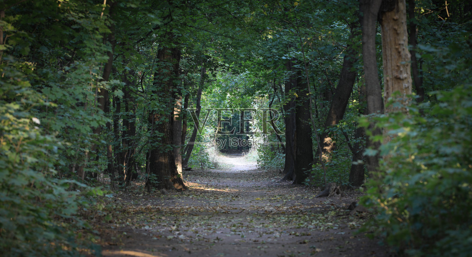 秋天的树巷在公园里照片摄影图片