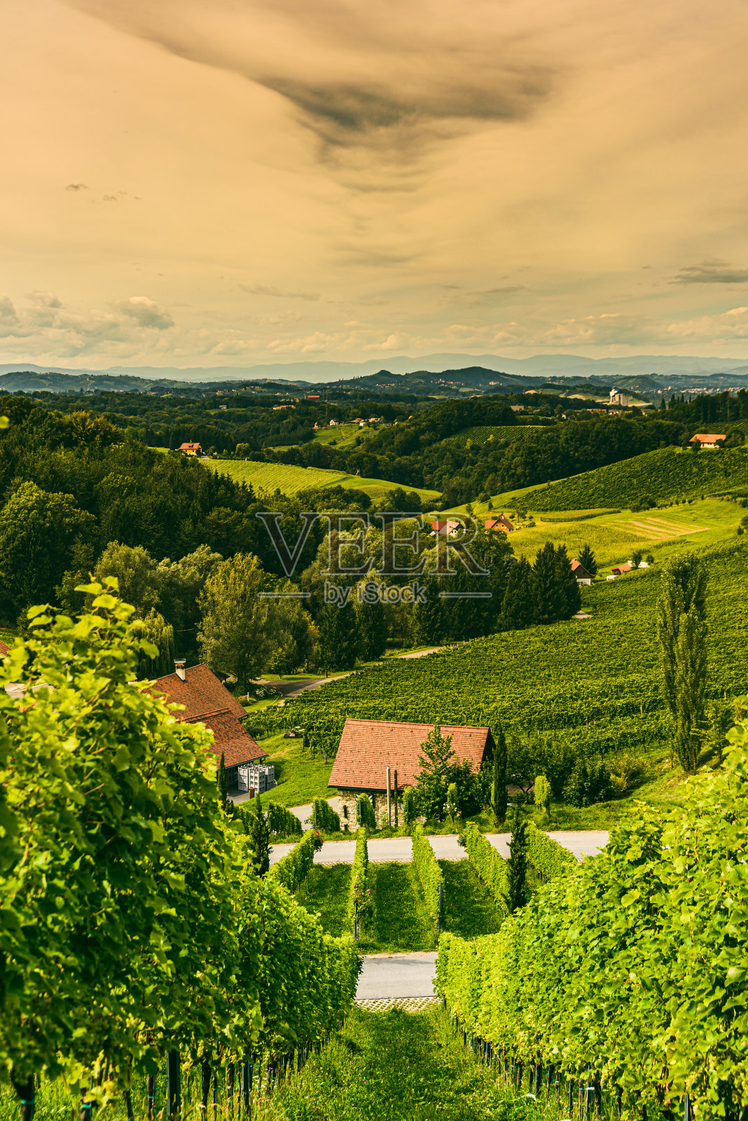 奥地利南蒂里安葡萄酒路的葡萄园景观。照片摄影图片