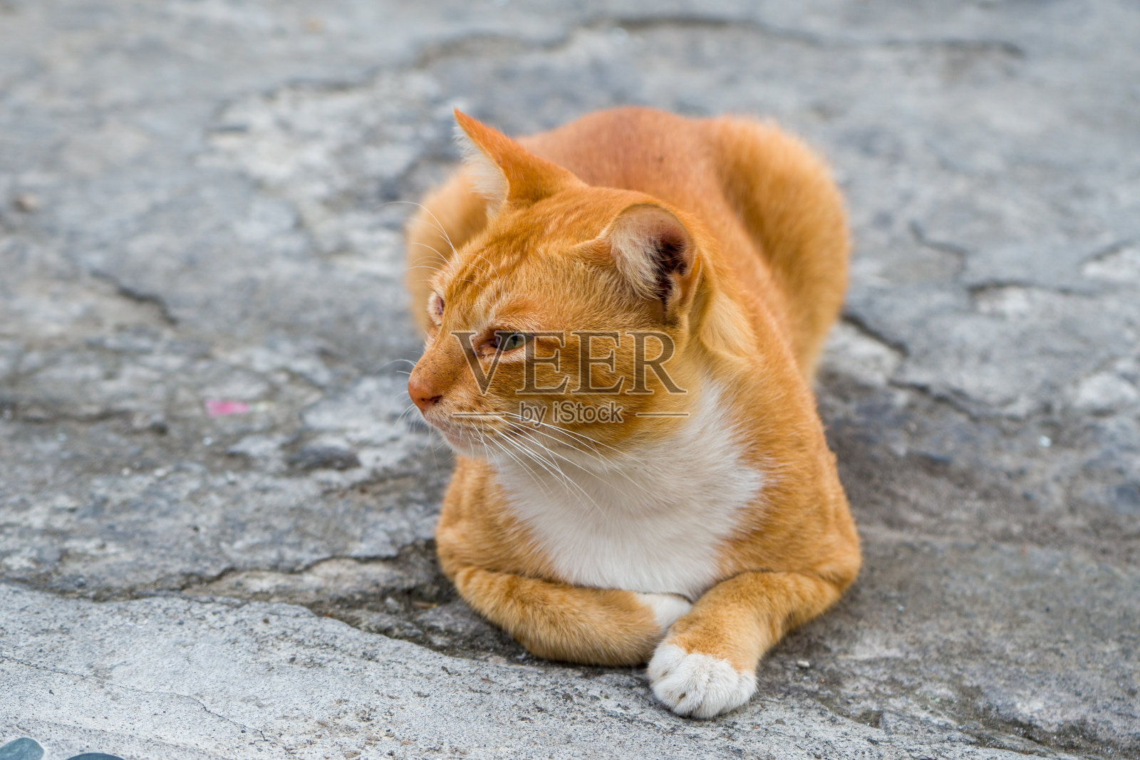 金毛家猫。照片摄影图片