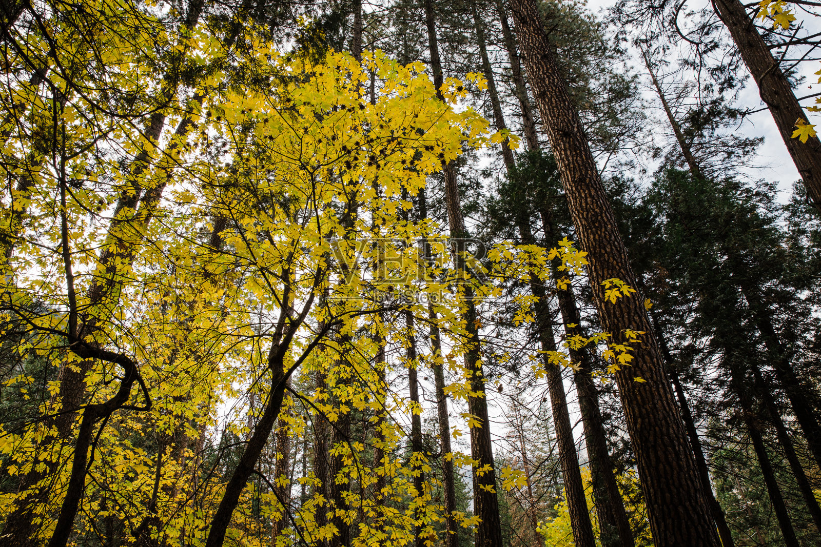 秋初树叶会变色照片摄影图片