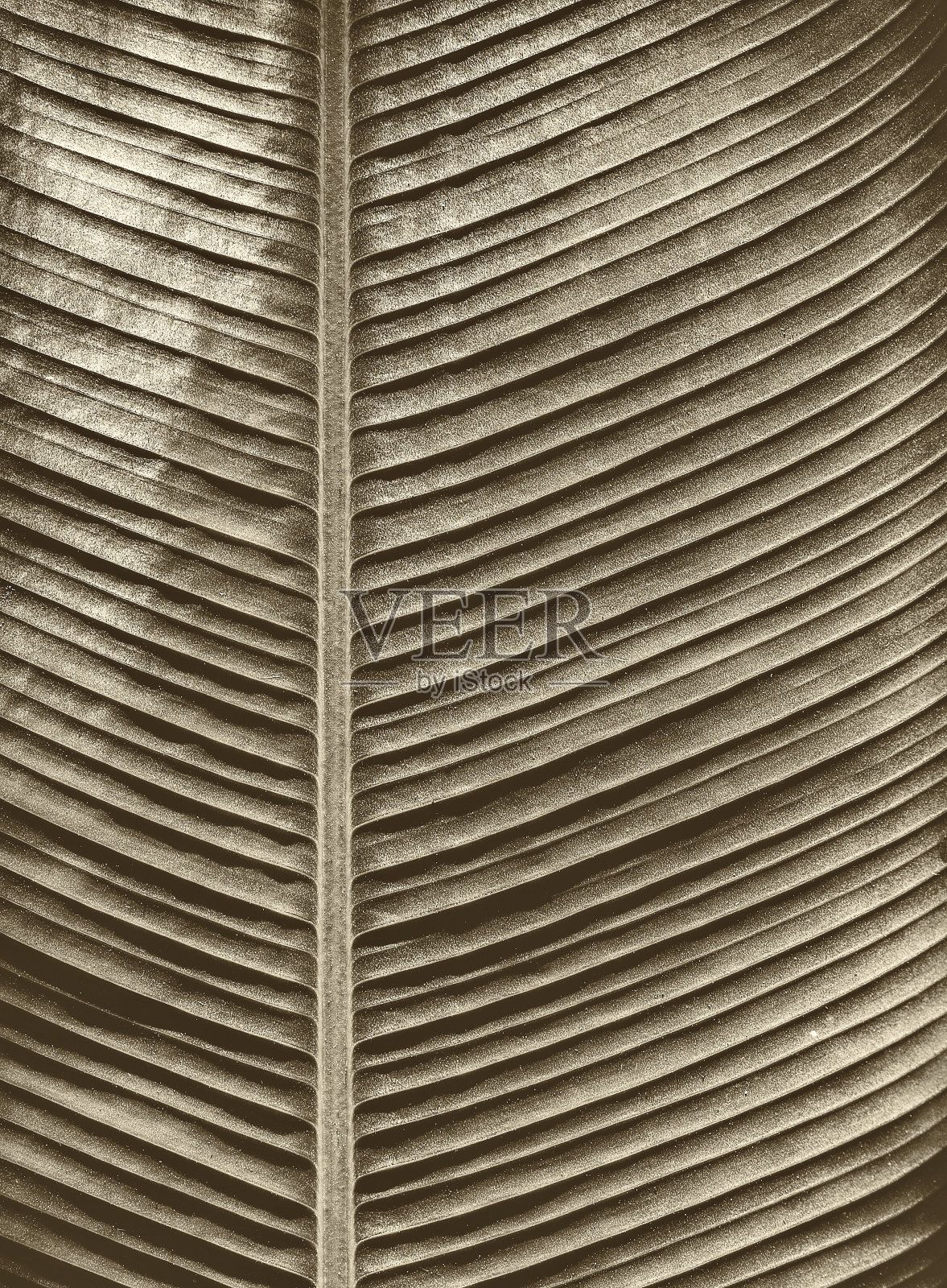 叶脉，棕榈叶的纹理照片摄影图片