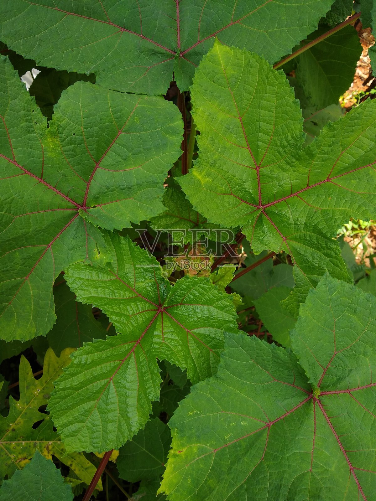 秋葵的叶子照片摄影图片