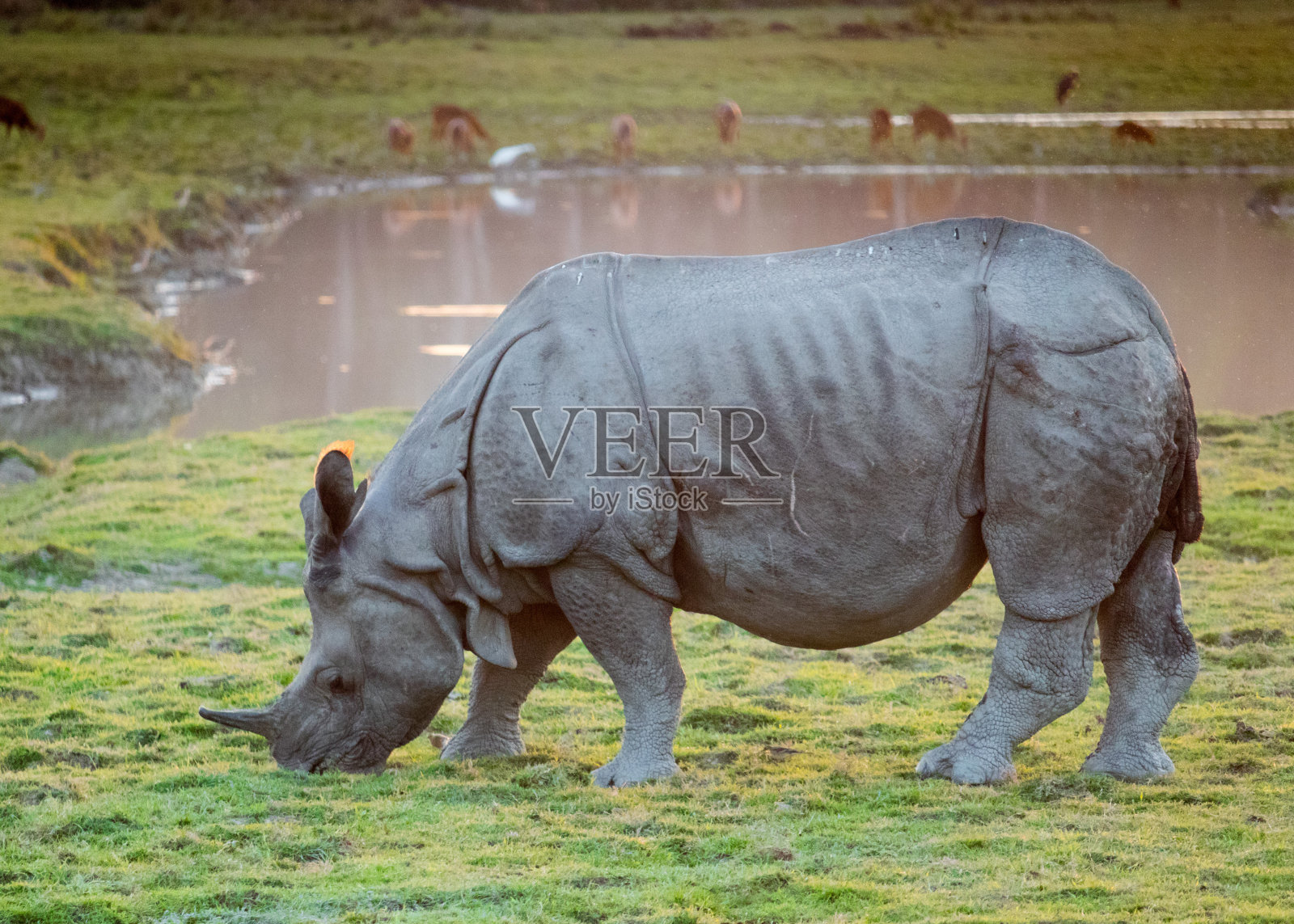 一只独角灰犀牛正在享用绿草照片摄影图片