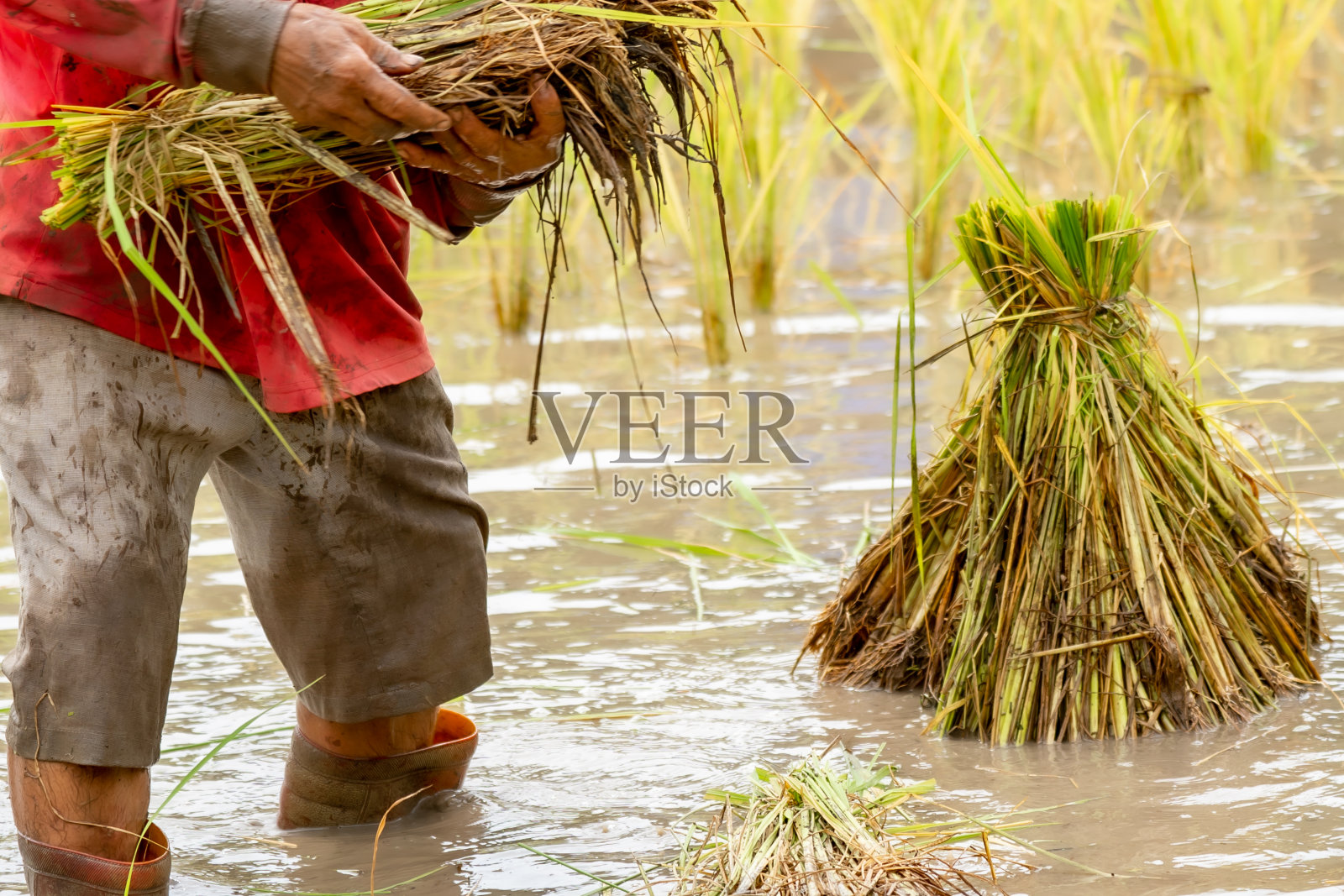 田间种植水稻，农村有机农业照片摄影图片