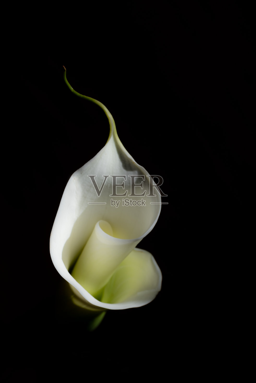 莉莉4照片摄影图片