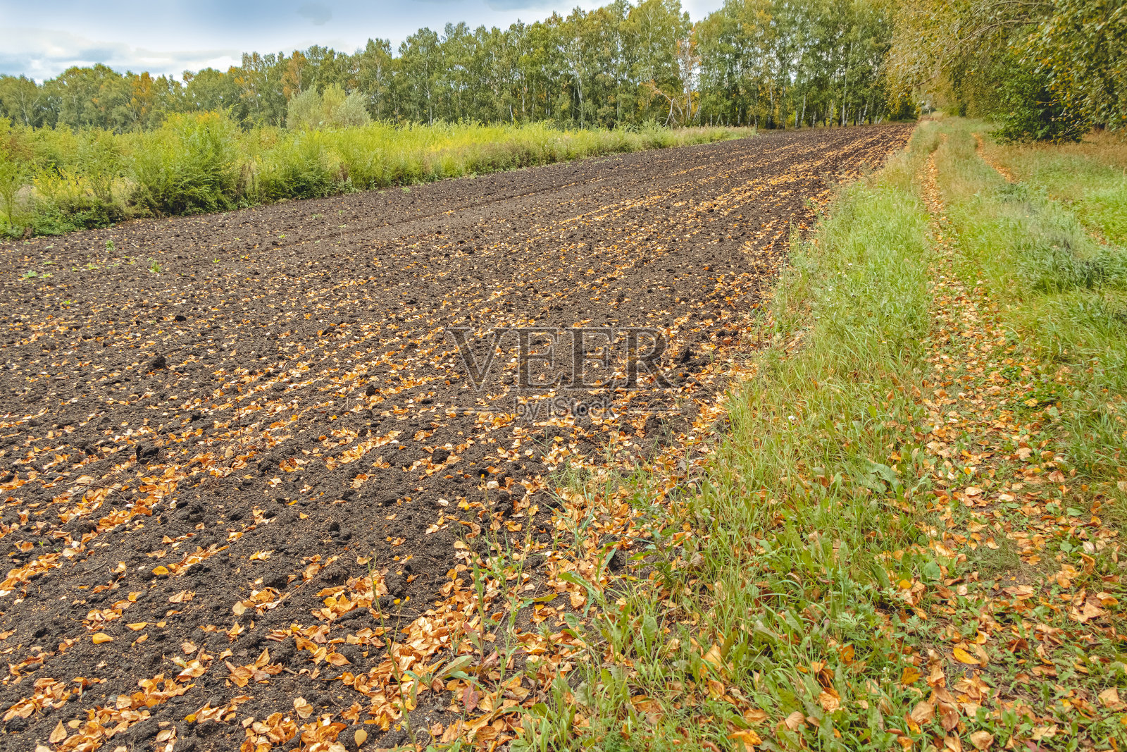 空旷的田野收获后的背景是秋天的树木，黄叶软焦点概念收获照片摄影图片