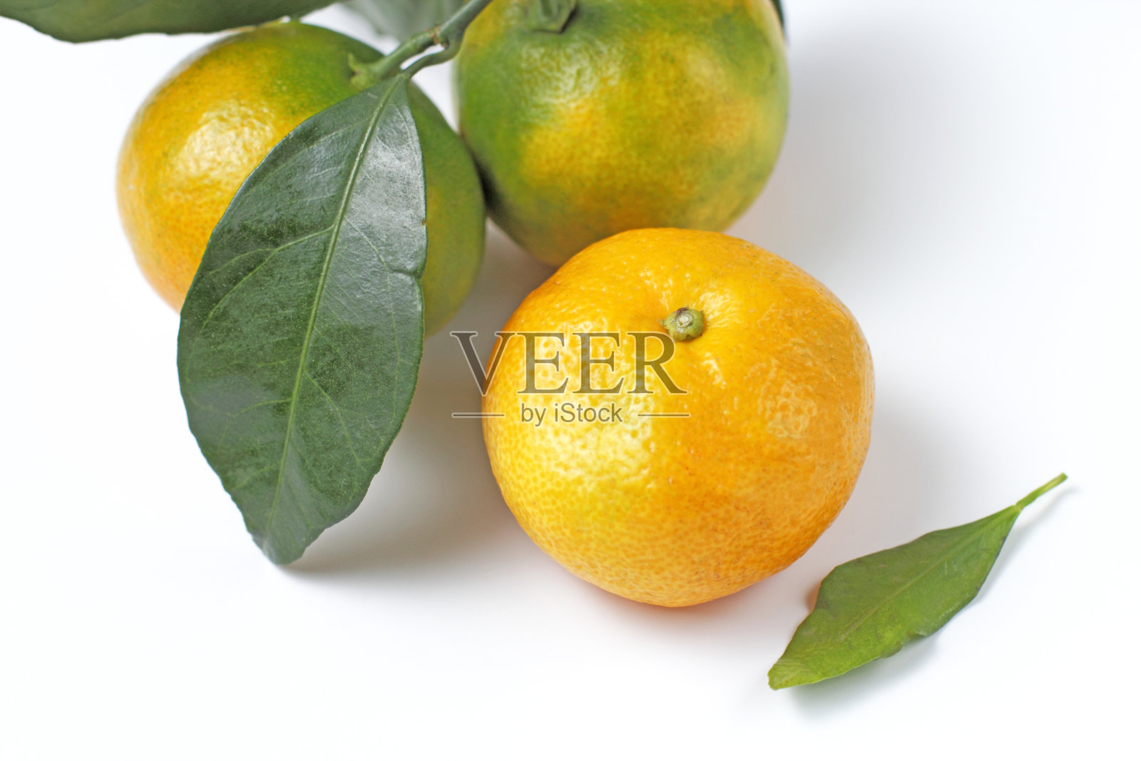 几个成熟多汁的橘子，绿枝绿叶，白底。照片摄影图片