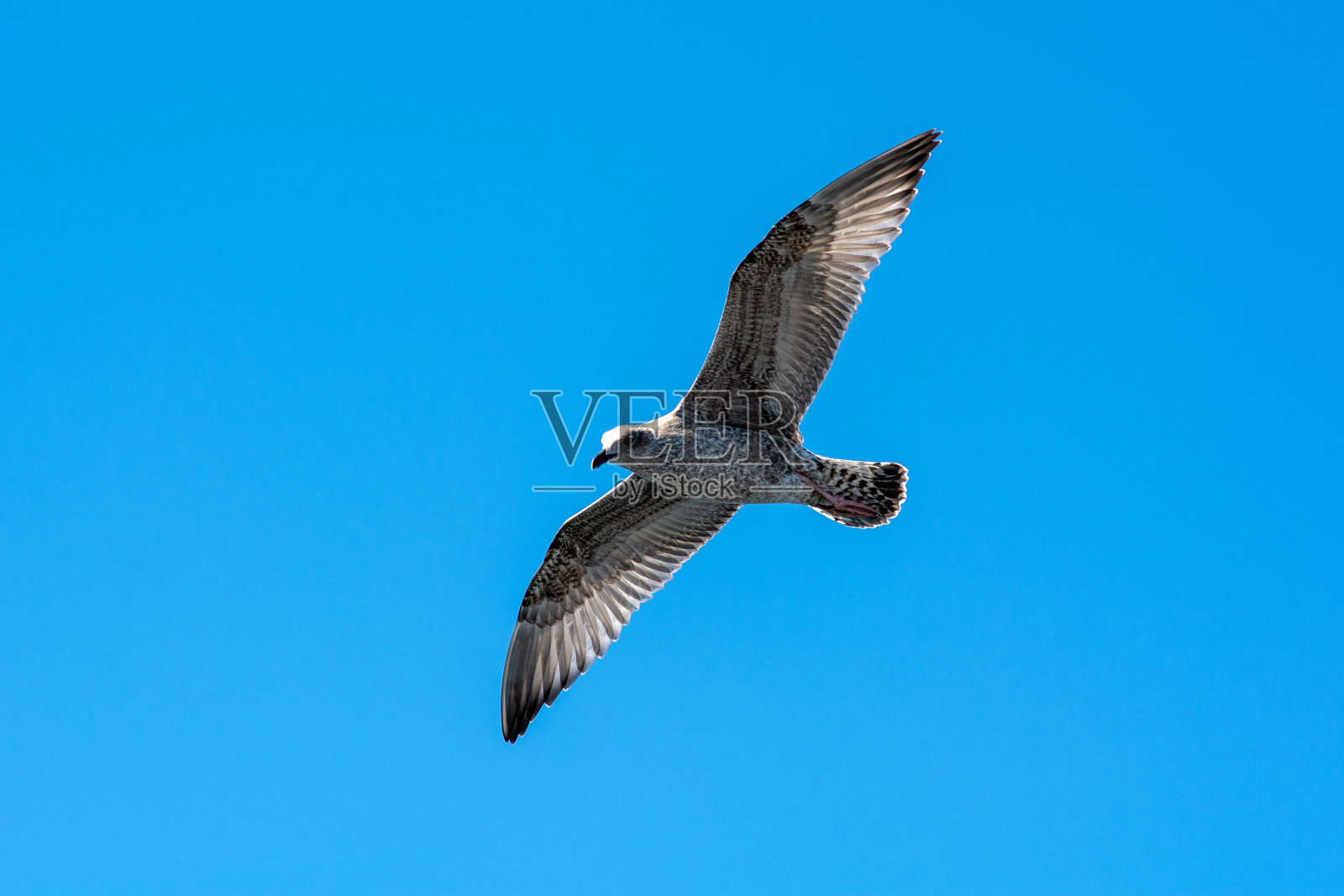 一只海鸥靠近渔船的照片。蓝色的天空，背景是一块块云彩照片摄影图片