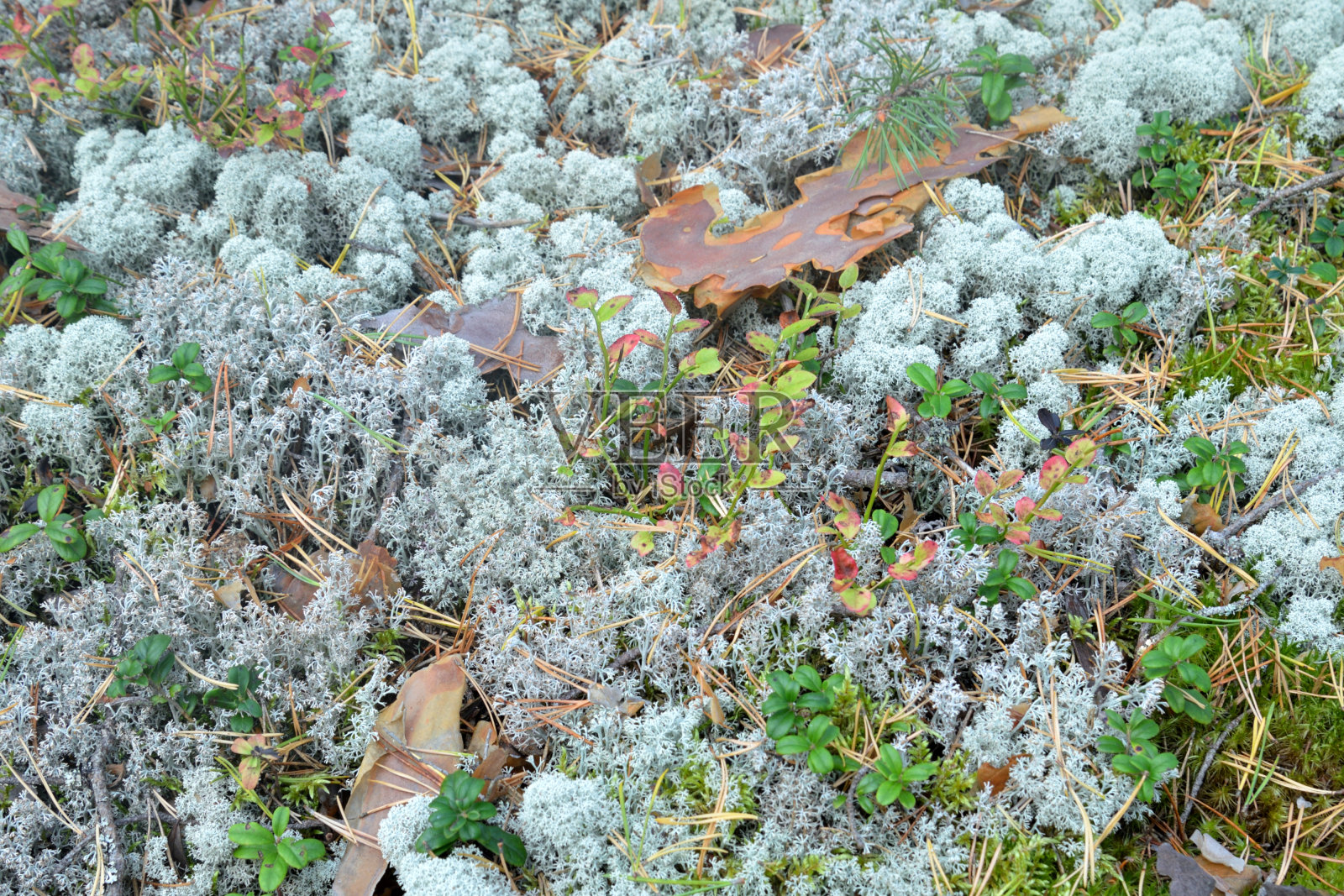 苔藓和蔓越莓丛。照片摄影图片
