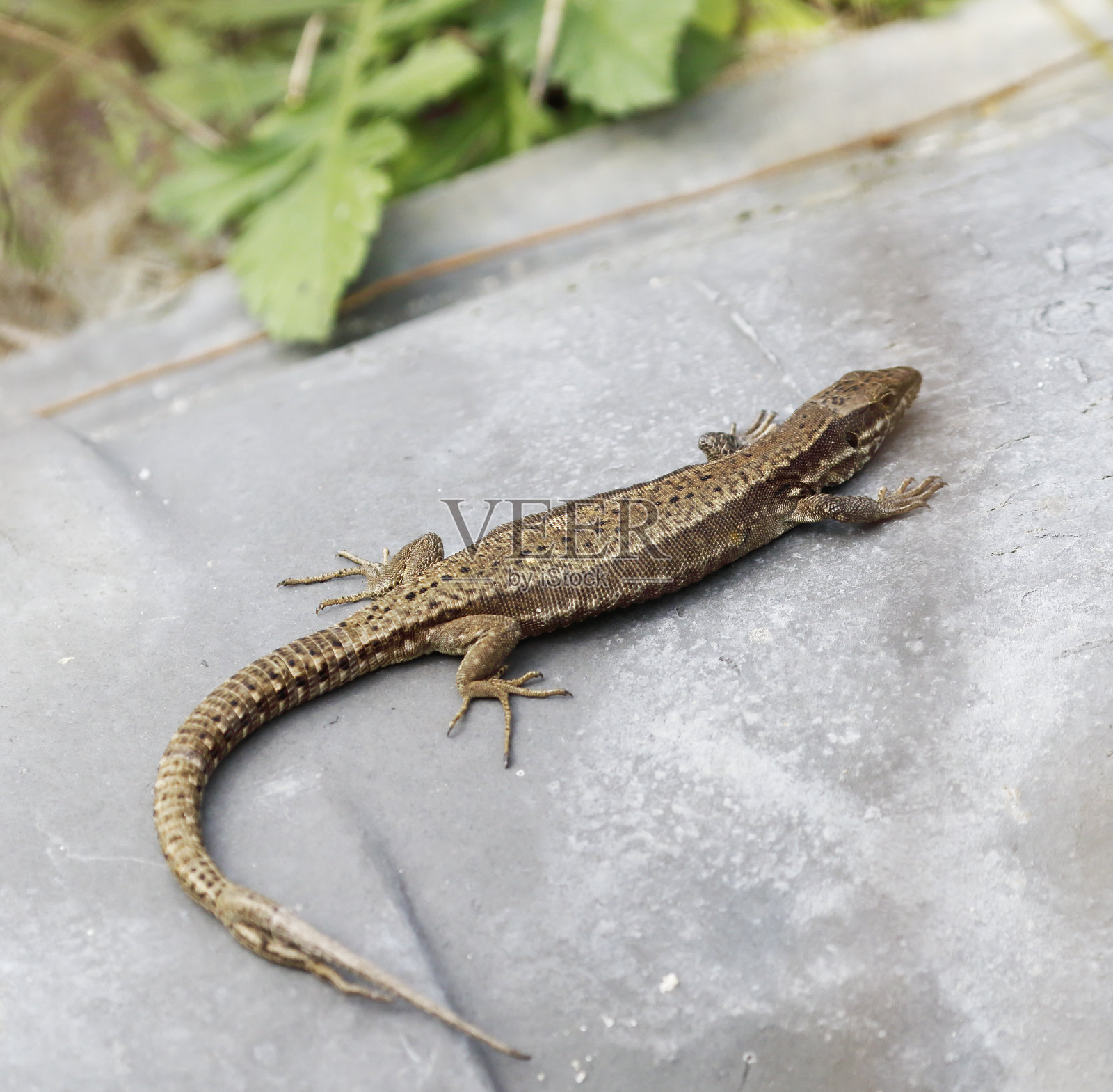 尾复原的普通壁蜥蜴(Podarcis muralis)照片摄影图片