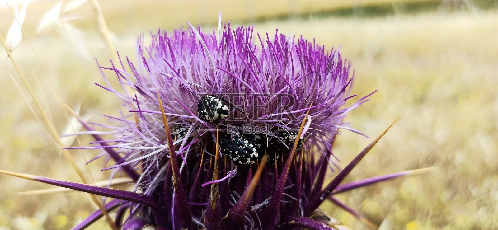 白斑玫瑰甲虫(Oxythyrea funesta)照片摄影图片