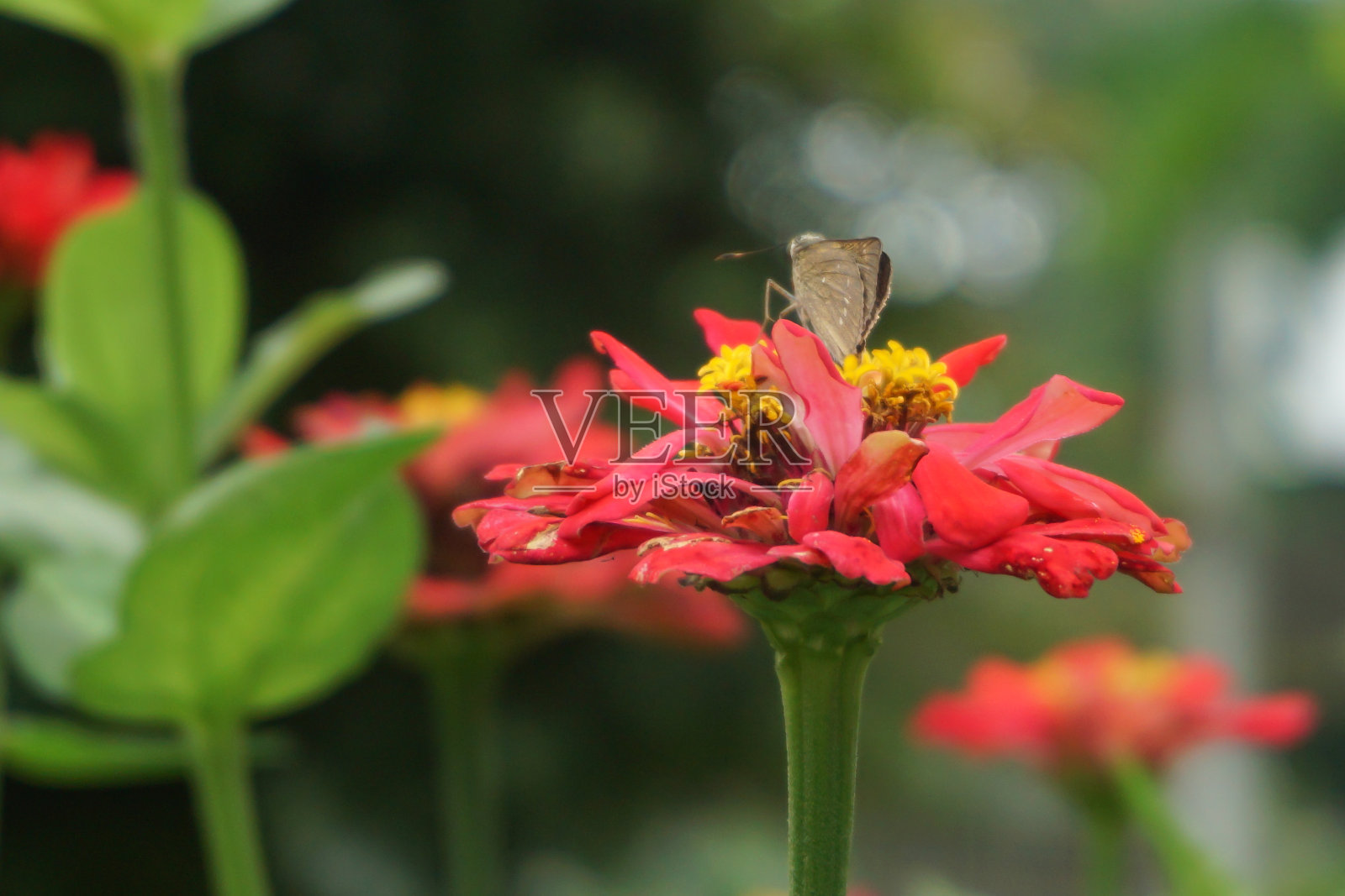 红花与昆虫照片摄影图片