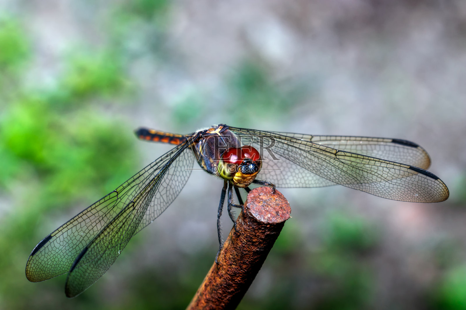 铁上蜻蜓的特写照片摄影图片