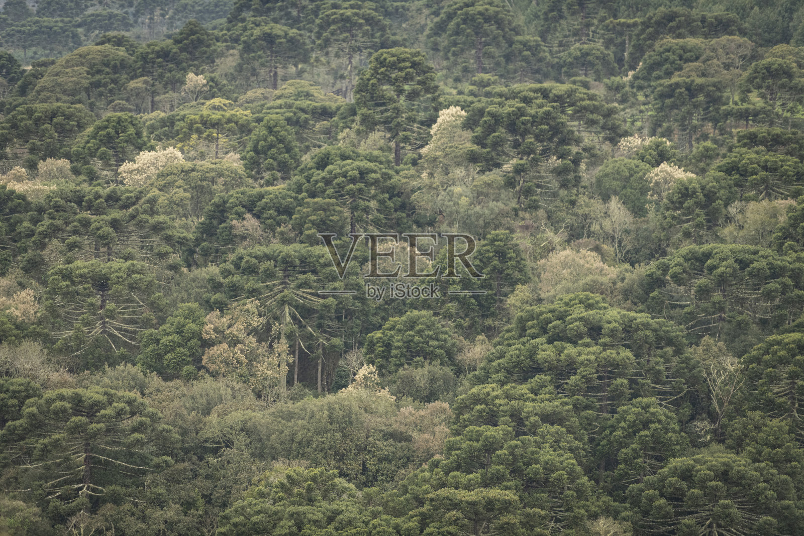 Araucaria森林照片摄影图片