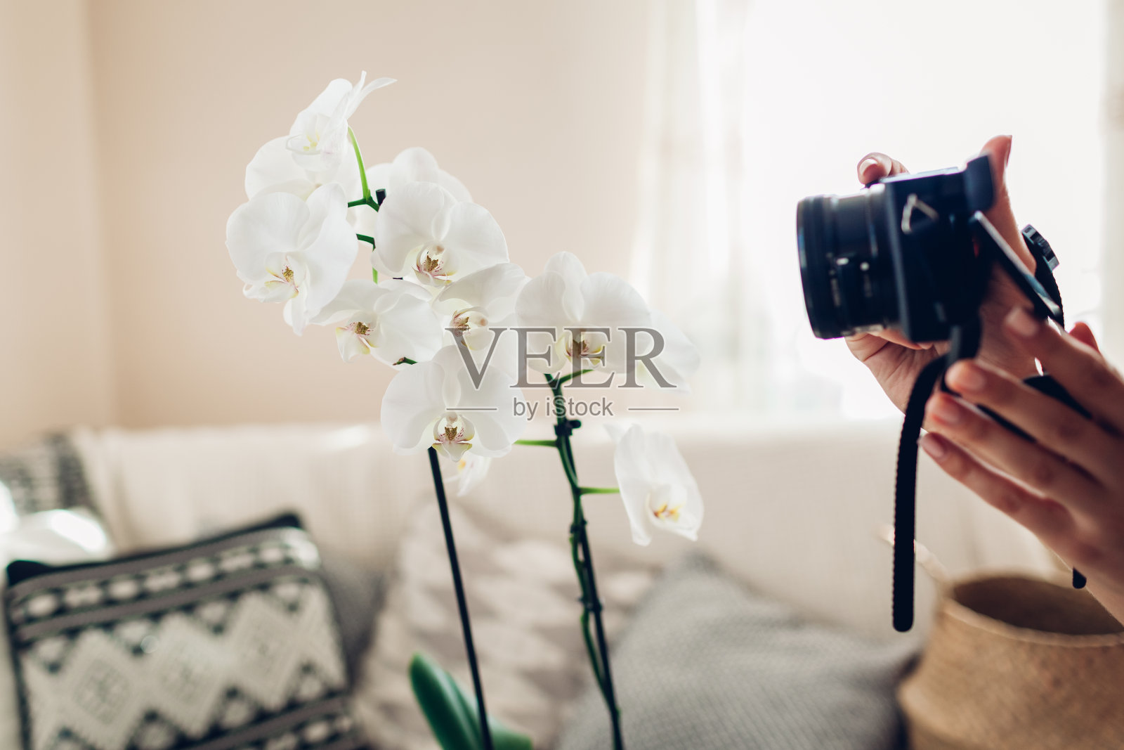 女摄影师用相机拍摄盛开的兰花。自由职业者在新冠肺炎期间在家工作照片摄影图片