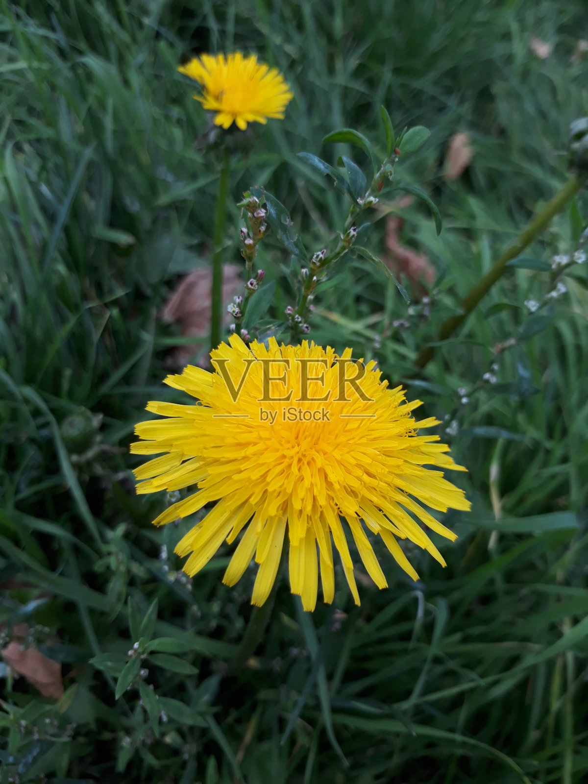 草地上黄色的蒲公英开着花照片摄影图片