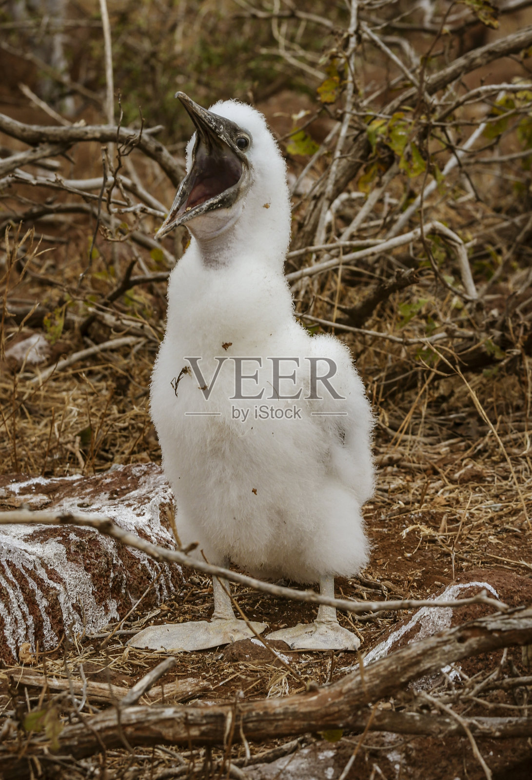 小蓝脚鲣鸟哭着让妈妈带着食物回到加拉帕戈斯岛照片摄影图片