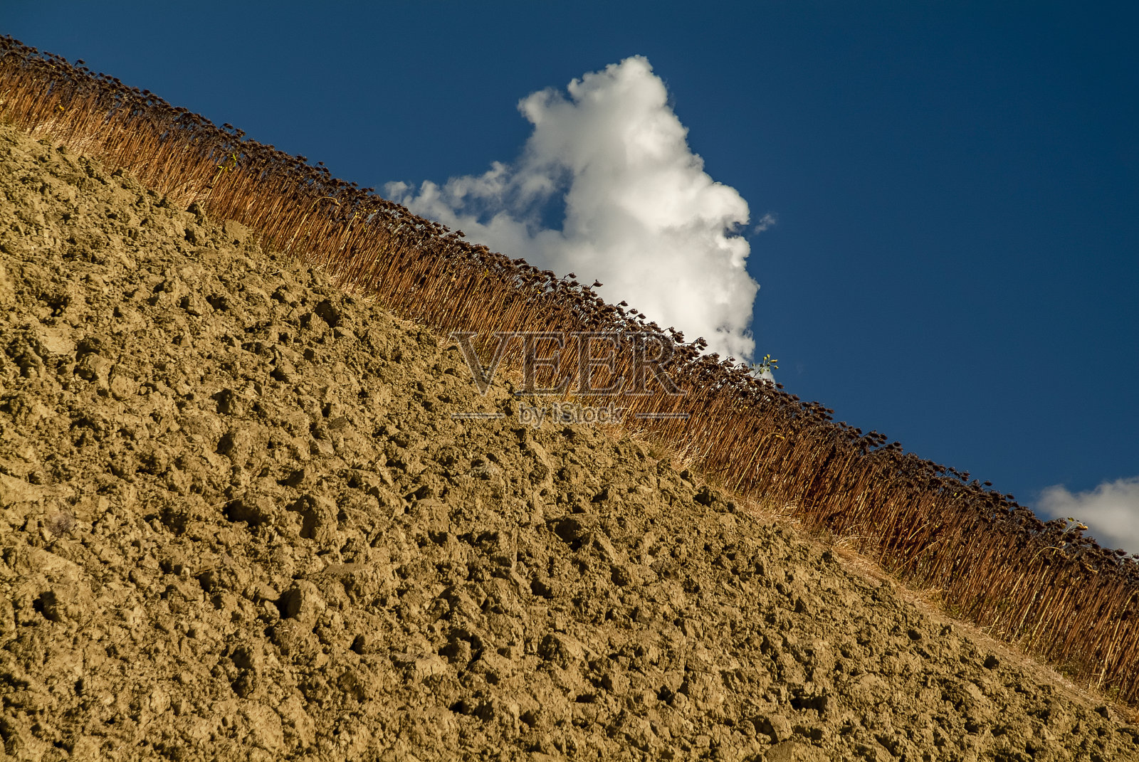 秋日的向日葵田照片摄影图片