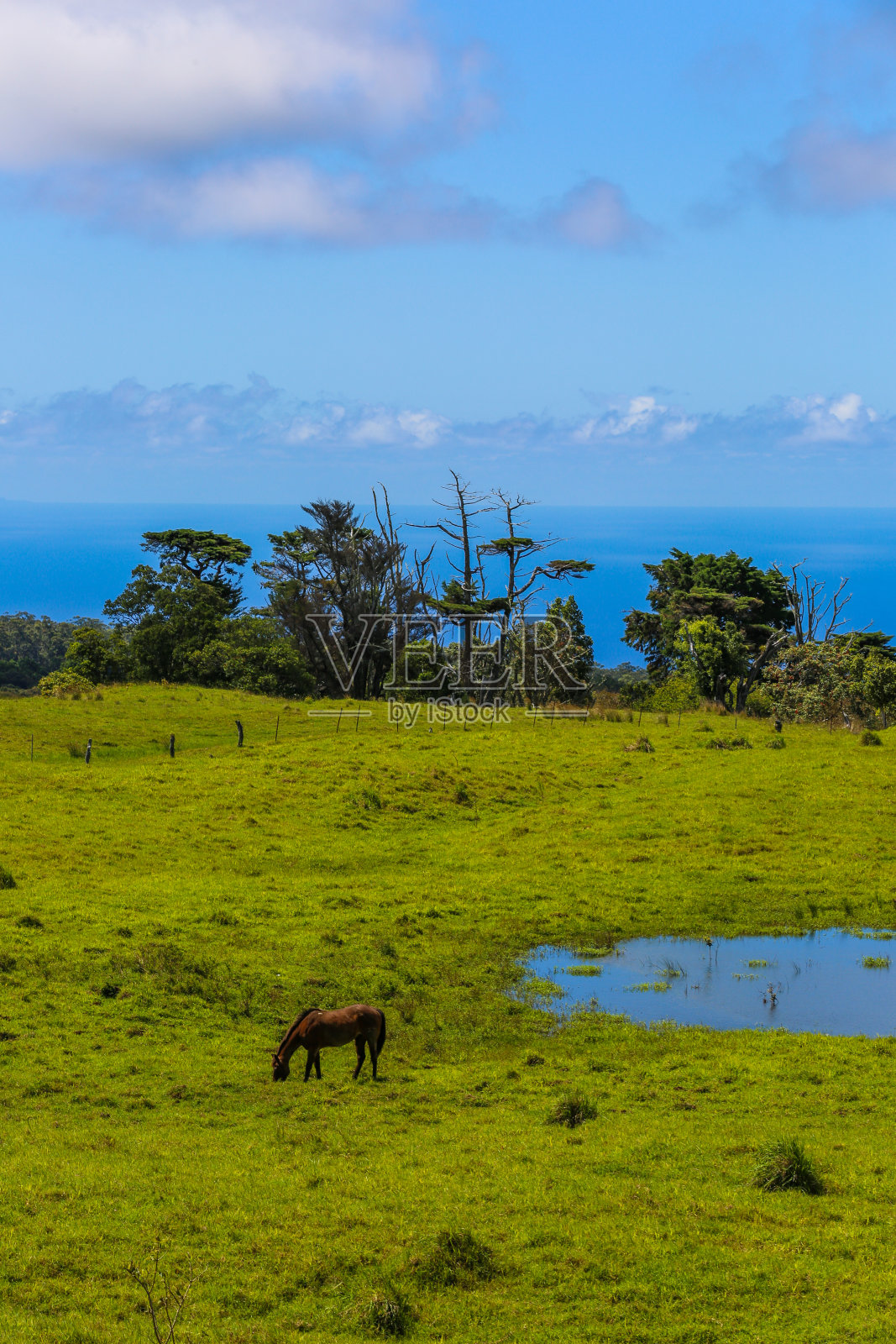 牧场上的马照片摄影图片