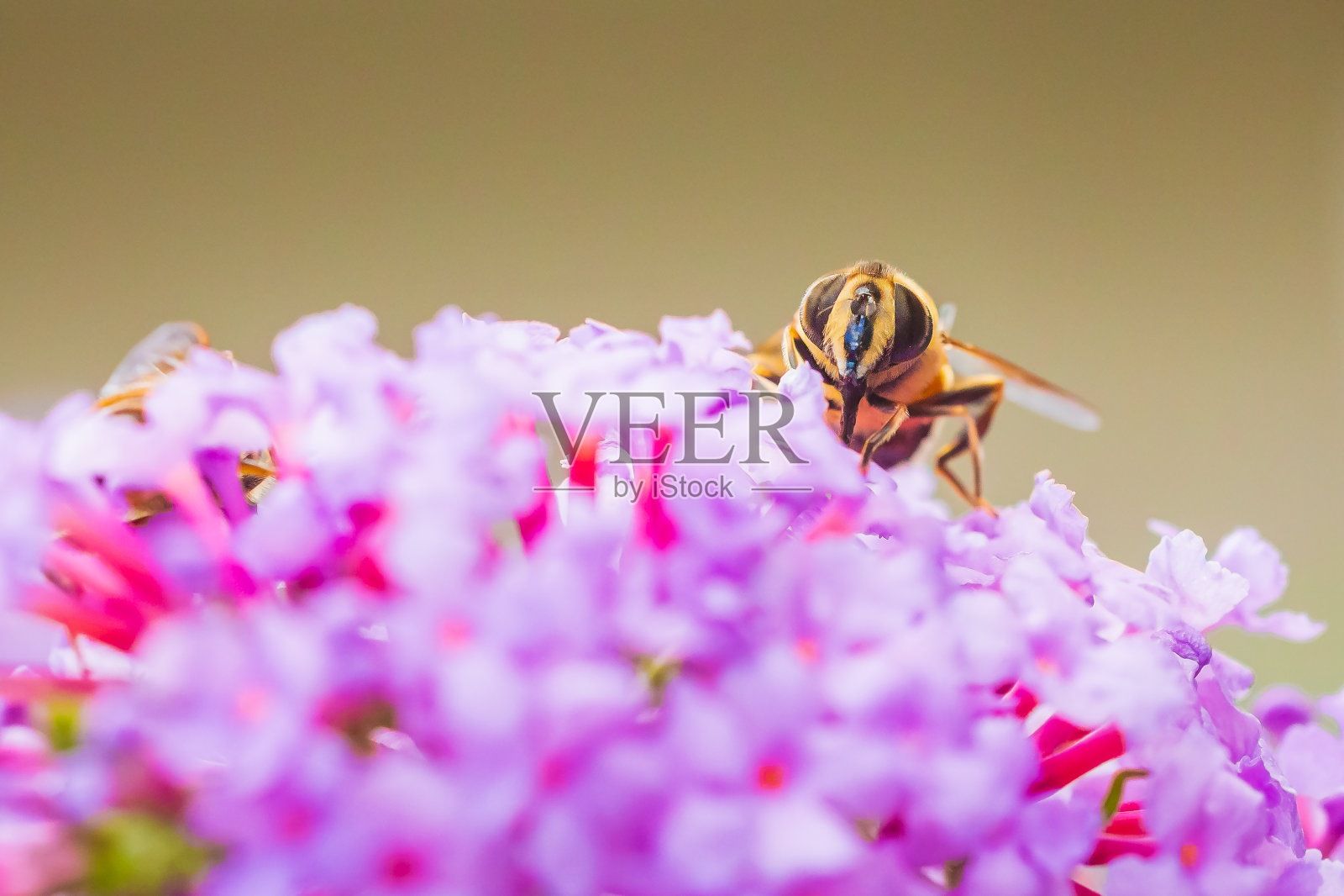 斑毡草，大黄蜂仿造食蚜蝇，以紫蜜蝇为食照片摄影图片