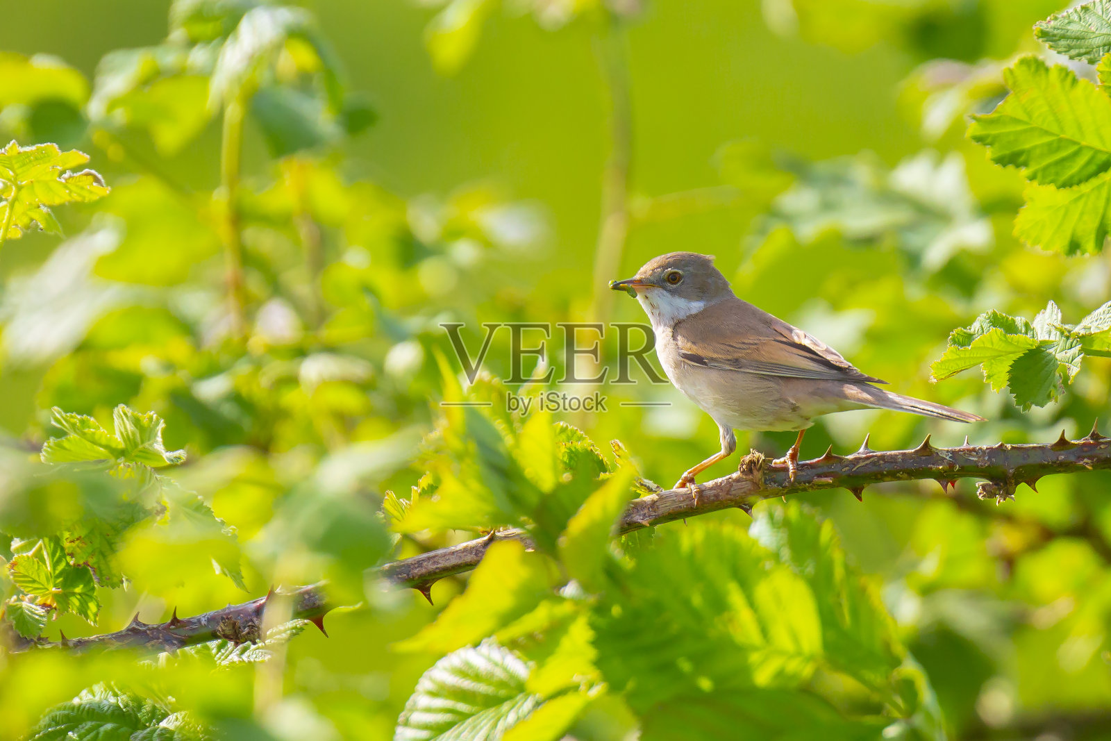 白喉鸟，Sylvia communis，在草地上觅食照片摄影图片