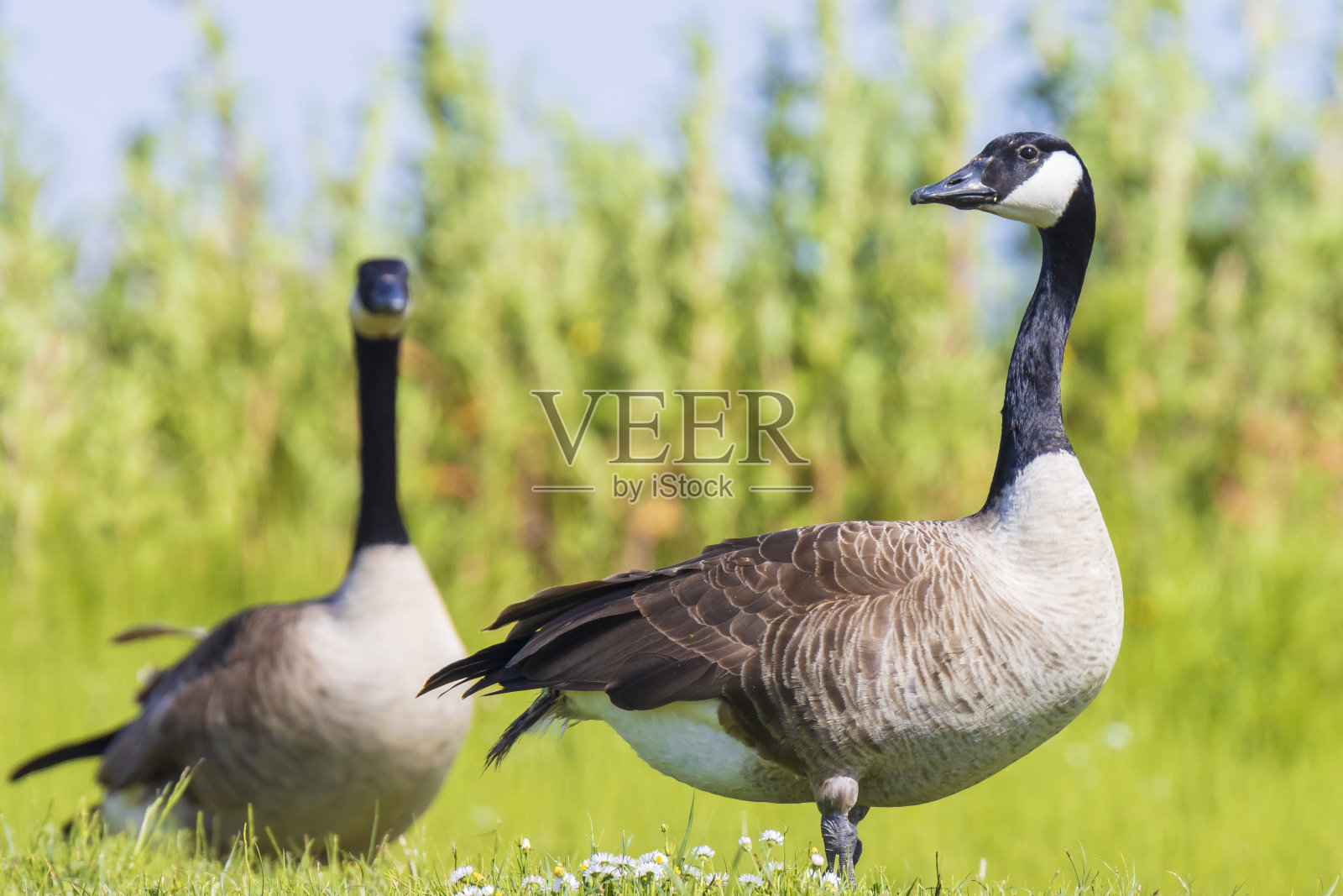 草地上的加拿大鹅照片摄影图片