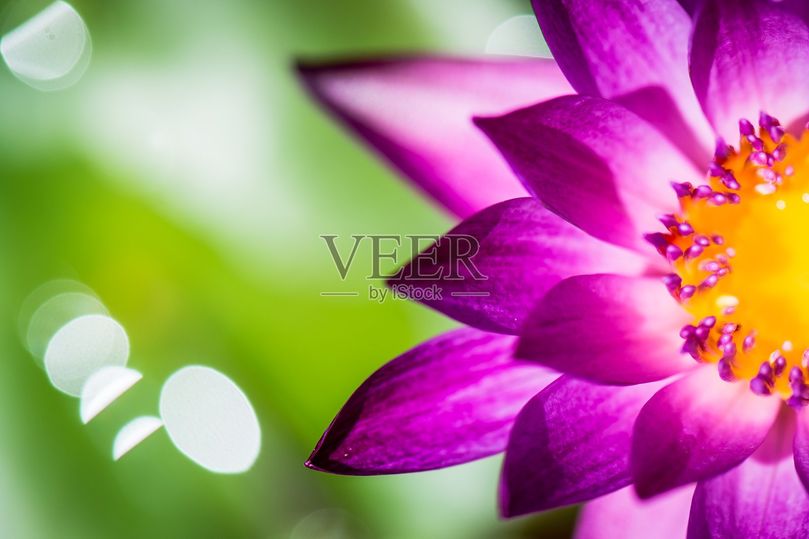 莲花照片摄影图片