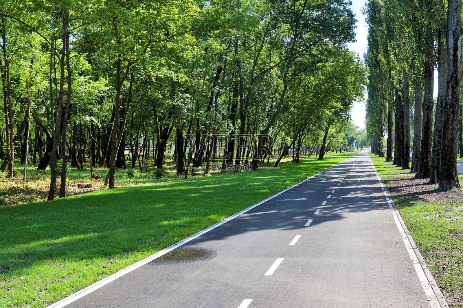 道路在绿色城市公园沿着树木照片摄影图片